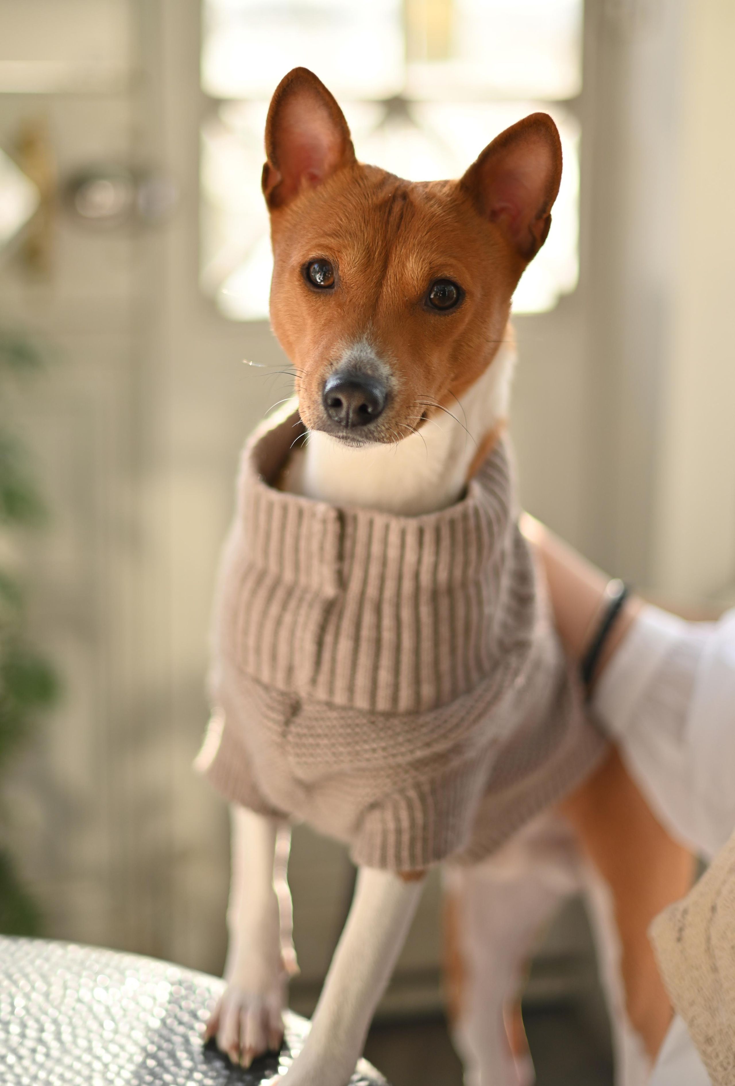 Прогулка в оранжерее. Детский и семейный фотограф в финляндии дина пулкка. контент фотограф