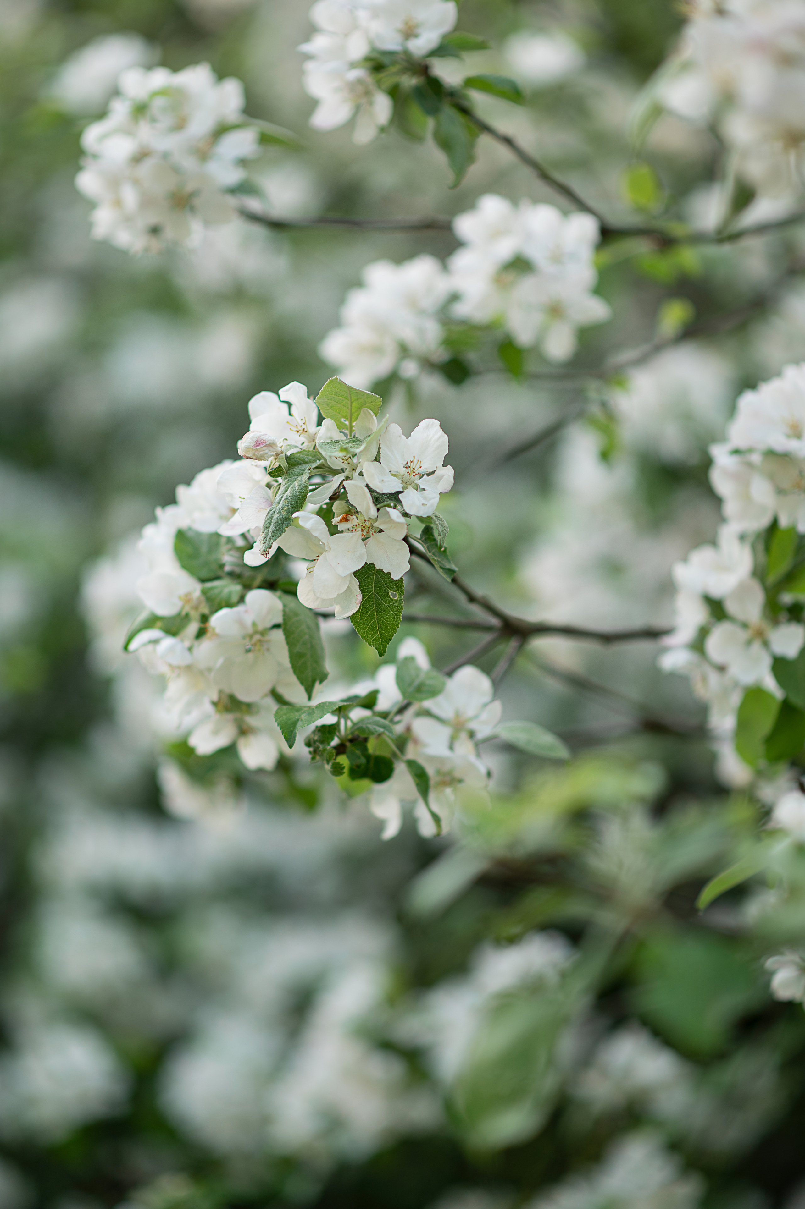 В яблонях. Детский и семейный фотограф в финляндии дина пулкка. контент фотограф