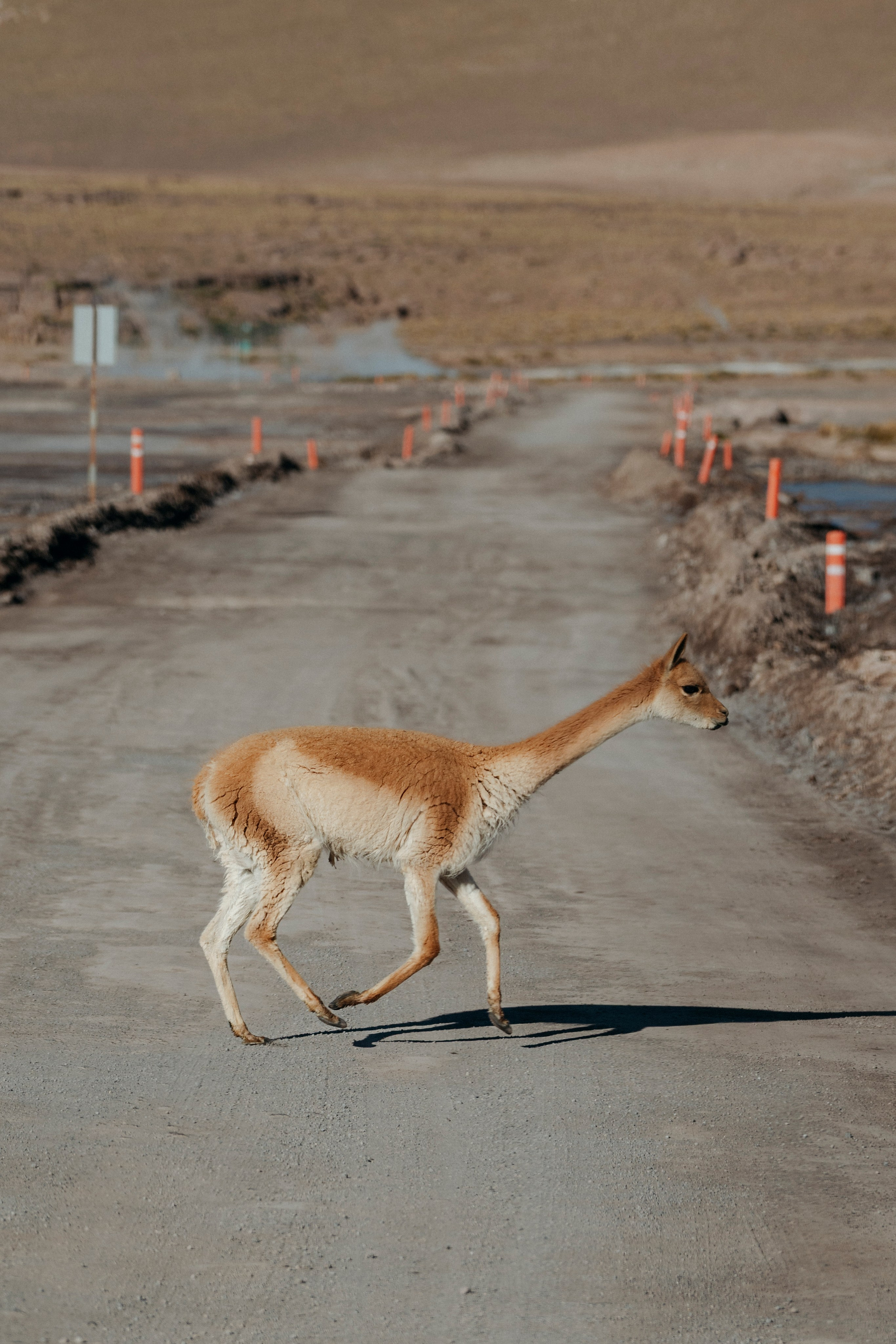 Geyser El Tatio (cobertura en tour privado). Principal