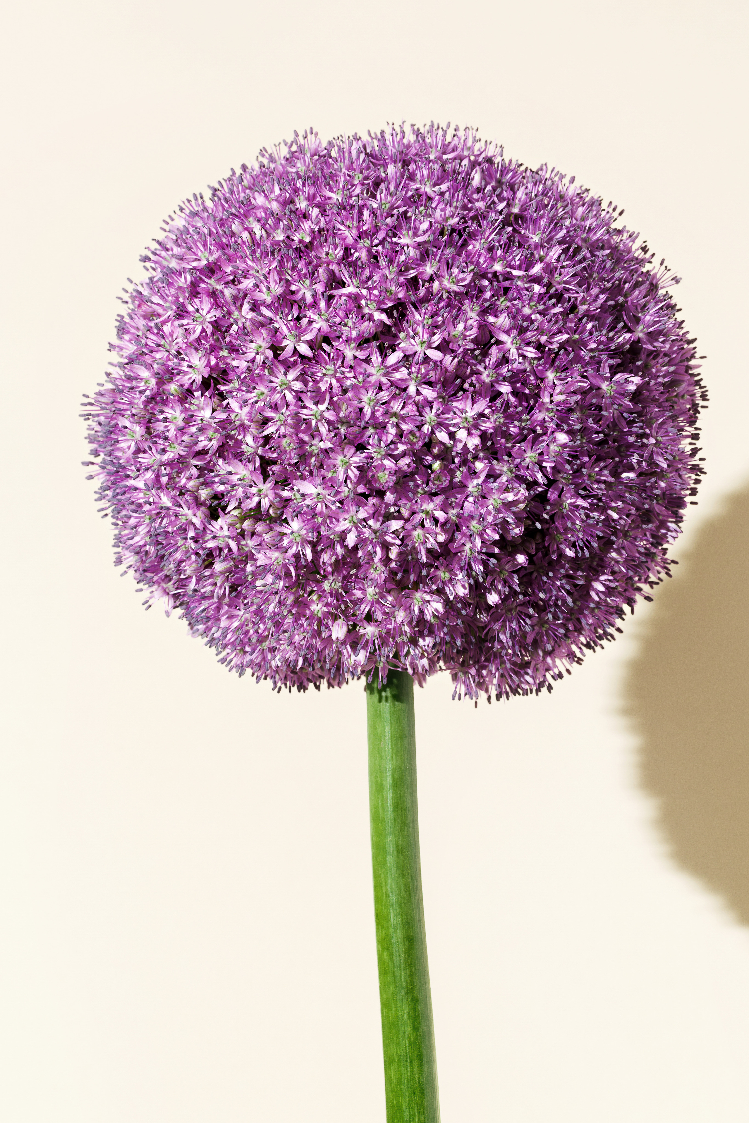 Flowers and Still life. Photographer in the Den Haag Rotterdam Amsterdam Osypenko Oksana