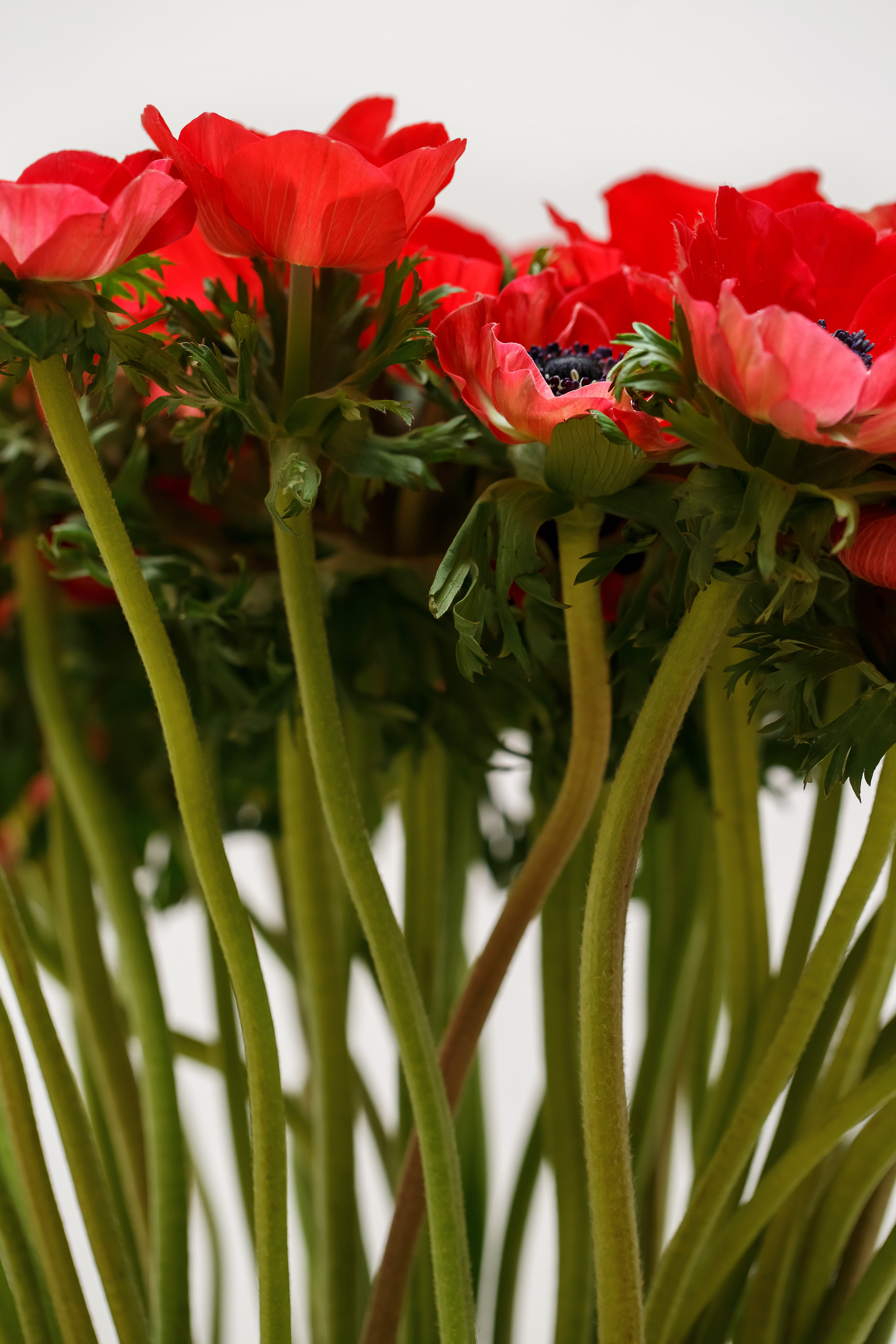 Flowers and Still life. Photographer in the Den Haag Rotterdam Amsterdam Osypenko Oksana
