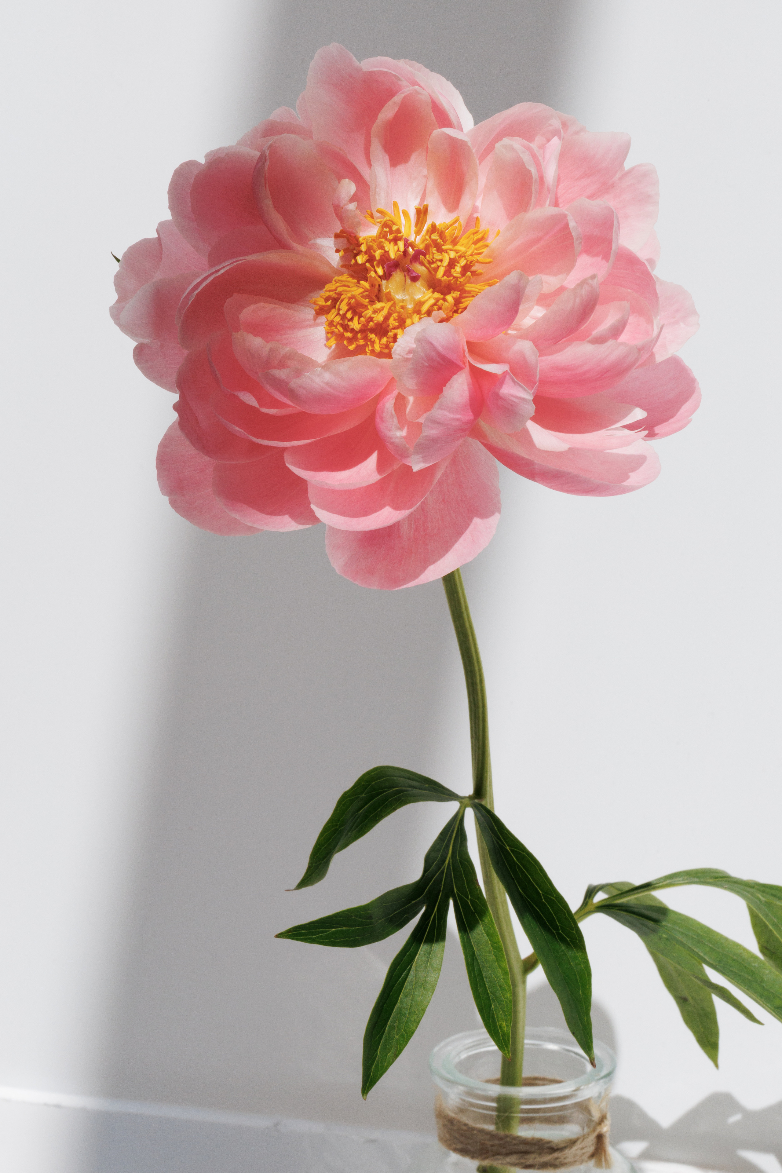 Flowers and Still life. Photographer in the Den Haag Rotterdam Amsterdam Osypenko Oksana