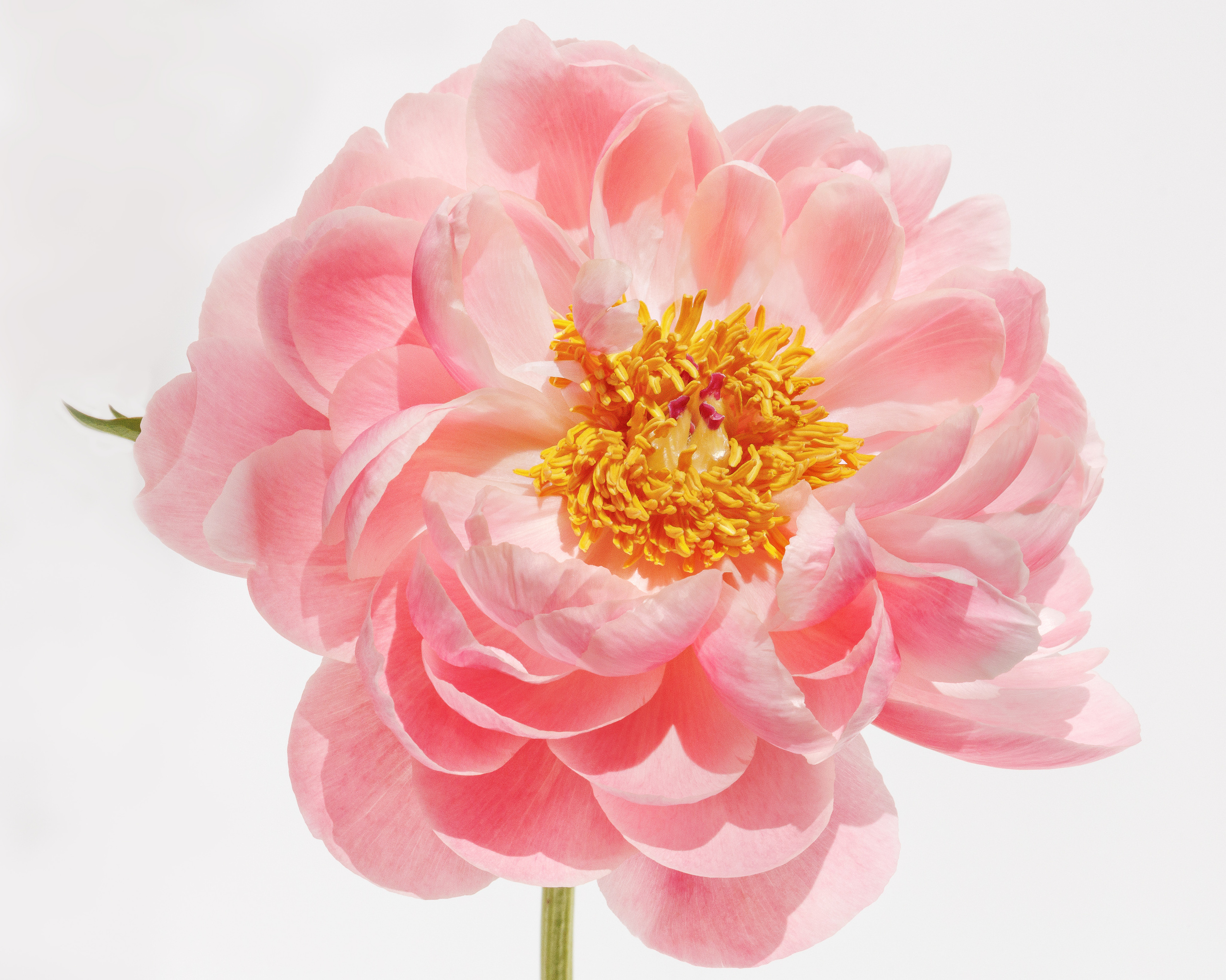 Flowers and Still life. Photographer in the Den Haag Rotterdam Amsterdam Osypenko Oksana