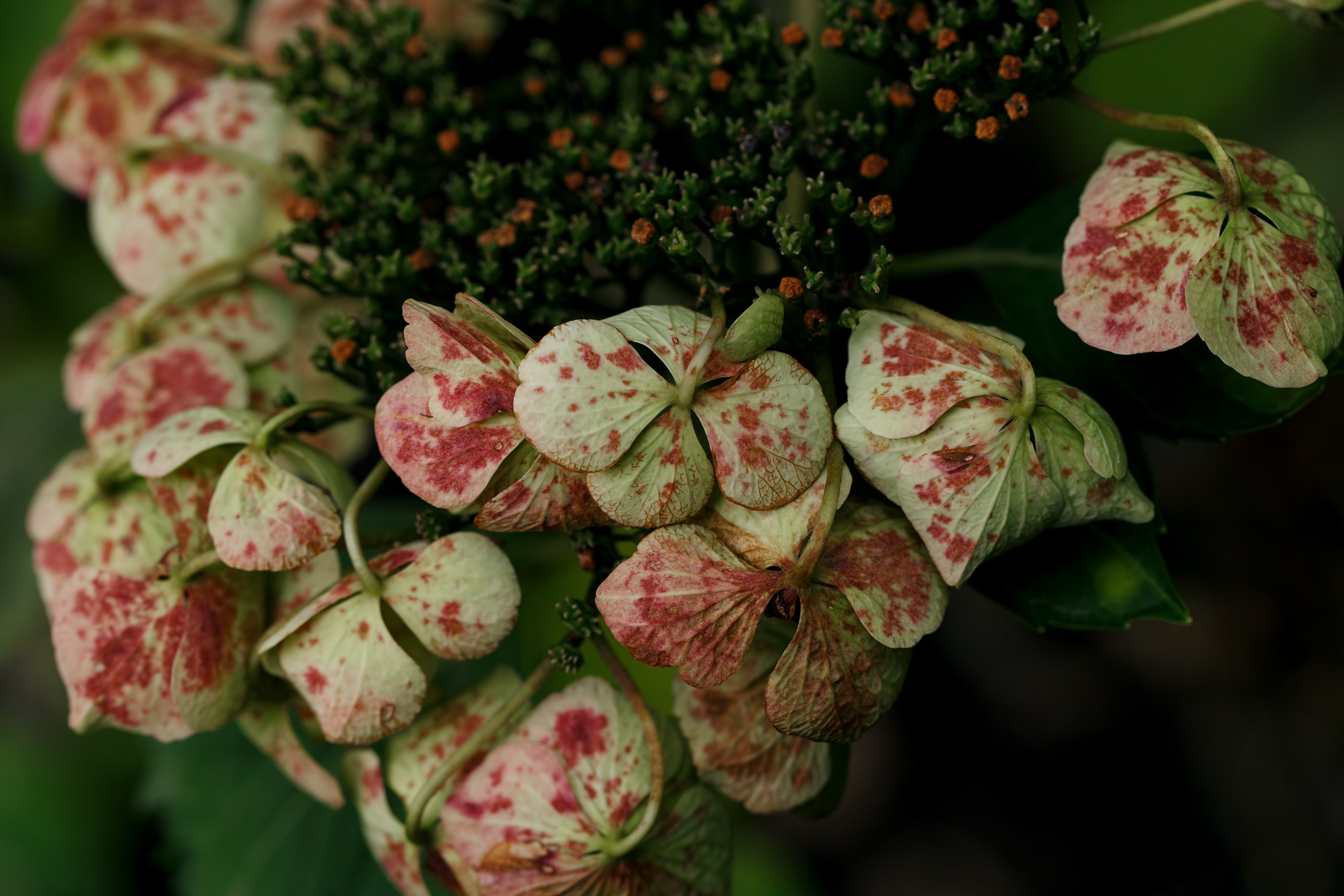 Flowers and Still life. Photographer in the Den Haag Rotterdam Amsterdam Osypenko Oksana