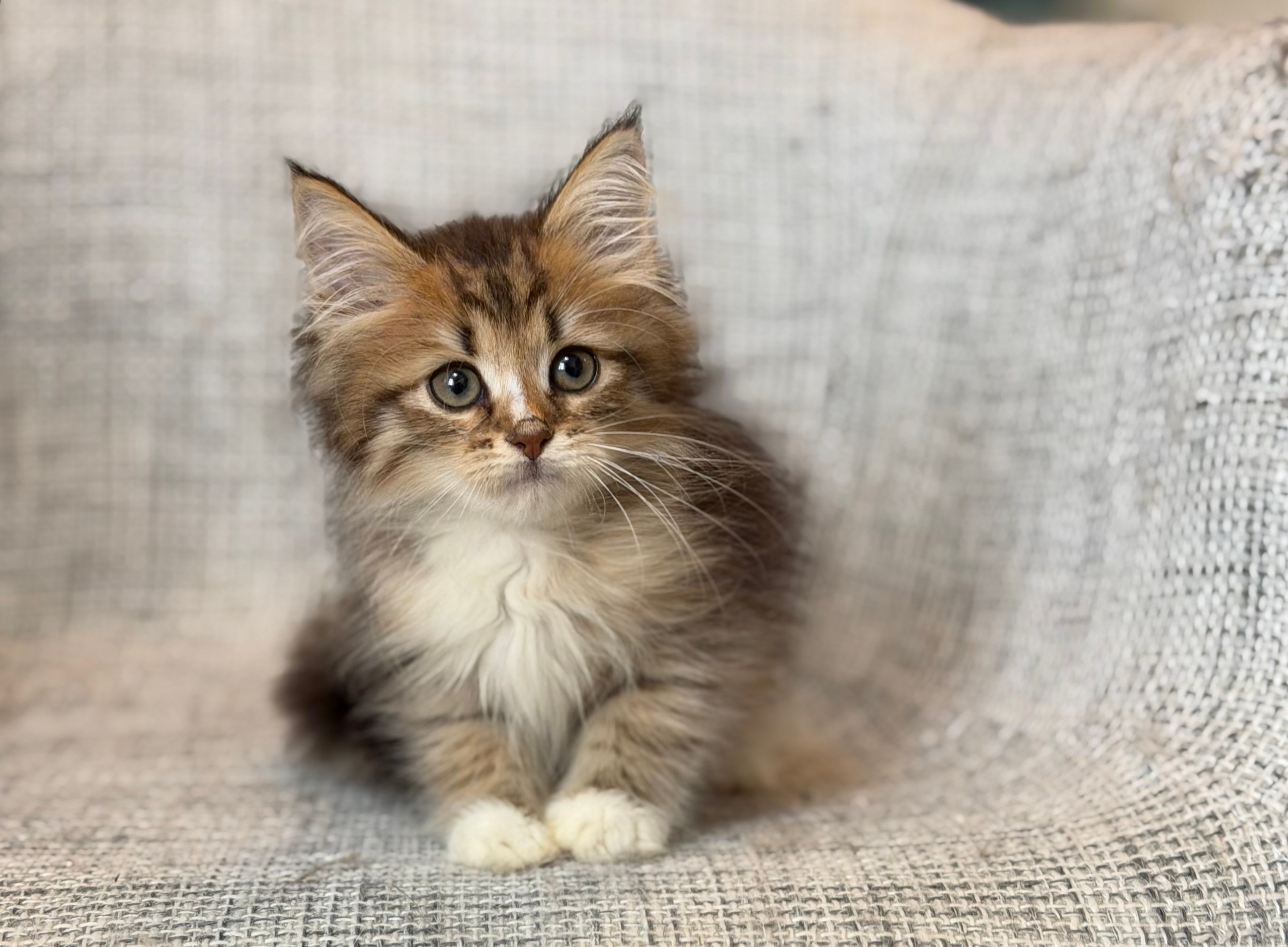 Reserved Florence , Brown Tabby and White Female 