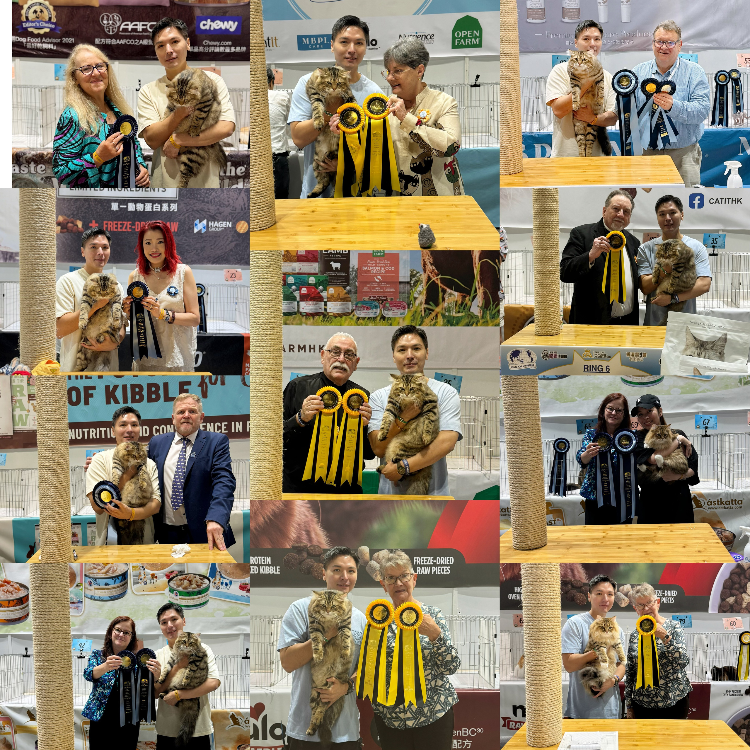 CFA World Cat Congress Show 2025We got both🥇 show grands in the same show! It was such a great opportunity to participate in this highly globalized show and to be recognized by judges from different clubs around the world!Thanks to all the judges who liked my cats, thanks to the organizer who made this happen, thanks to the breeder of Chudo, and to the owner of Brigitte for supporting me. Lastly, thanks to all my cat fancier friends as well.*Btw, Both of Brigitte & Chudo were the youngest one in the champion class, his competitors were 8-9 year-old.