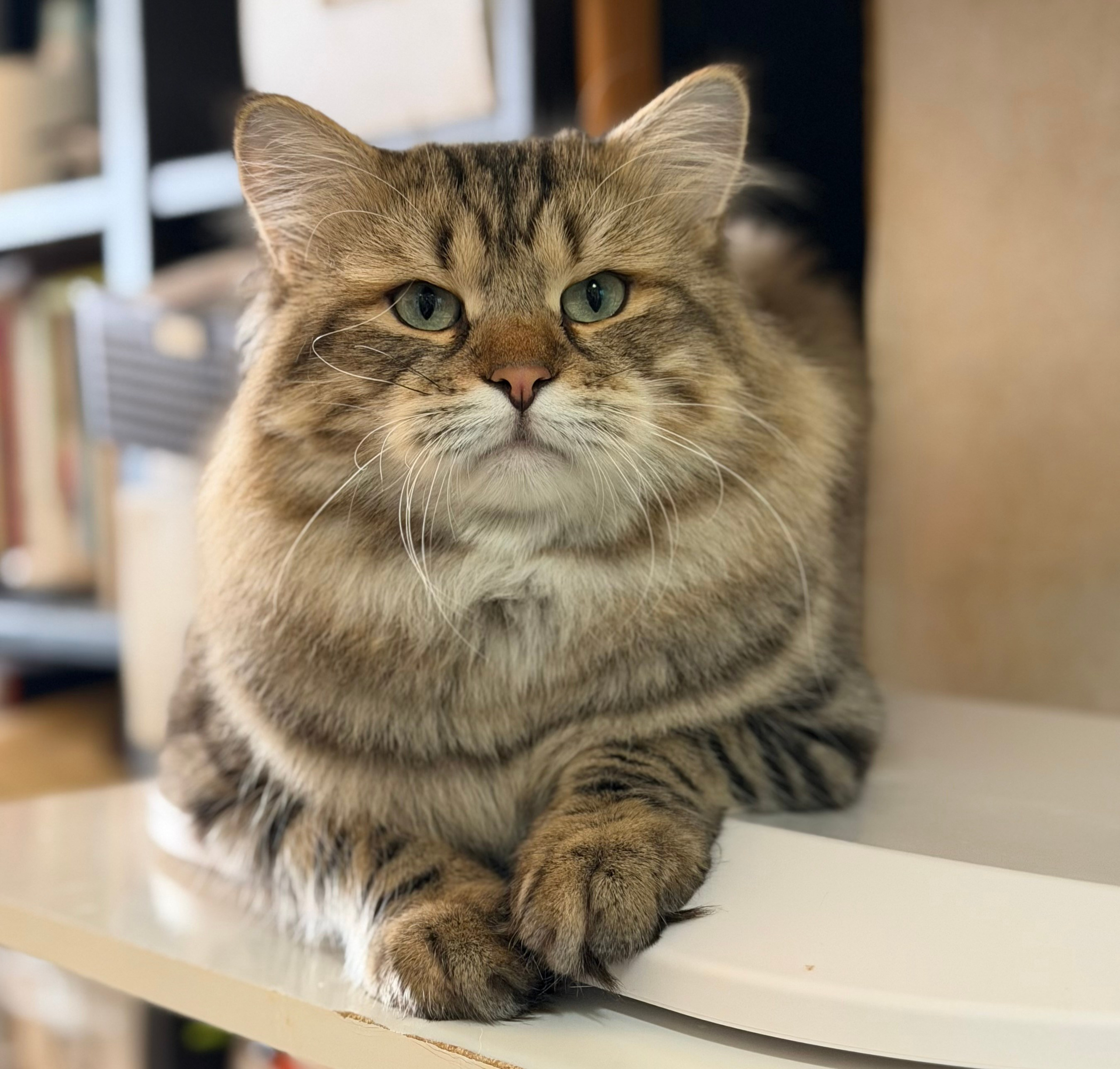 LEMON GREEN SIBERIANS CHUDO