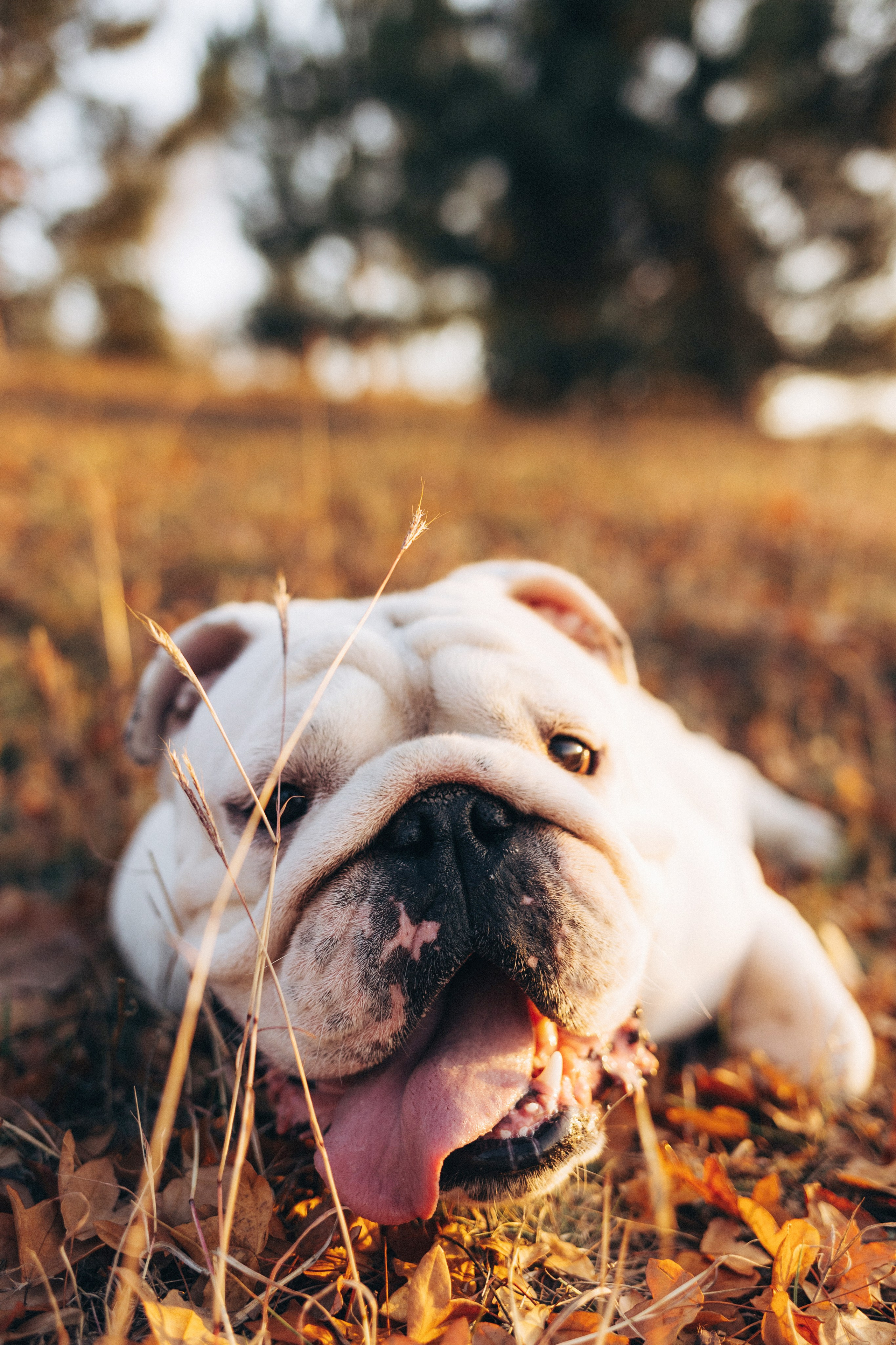 Fira. Семейный фотограф в Кишинёве Пулькина Ольга