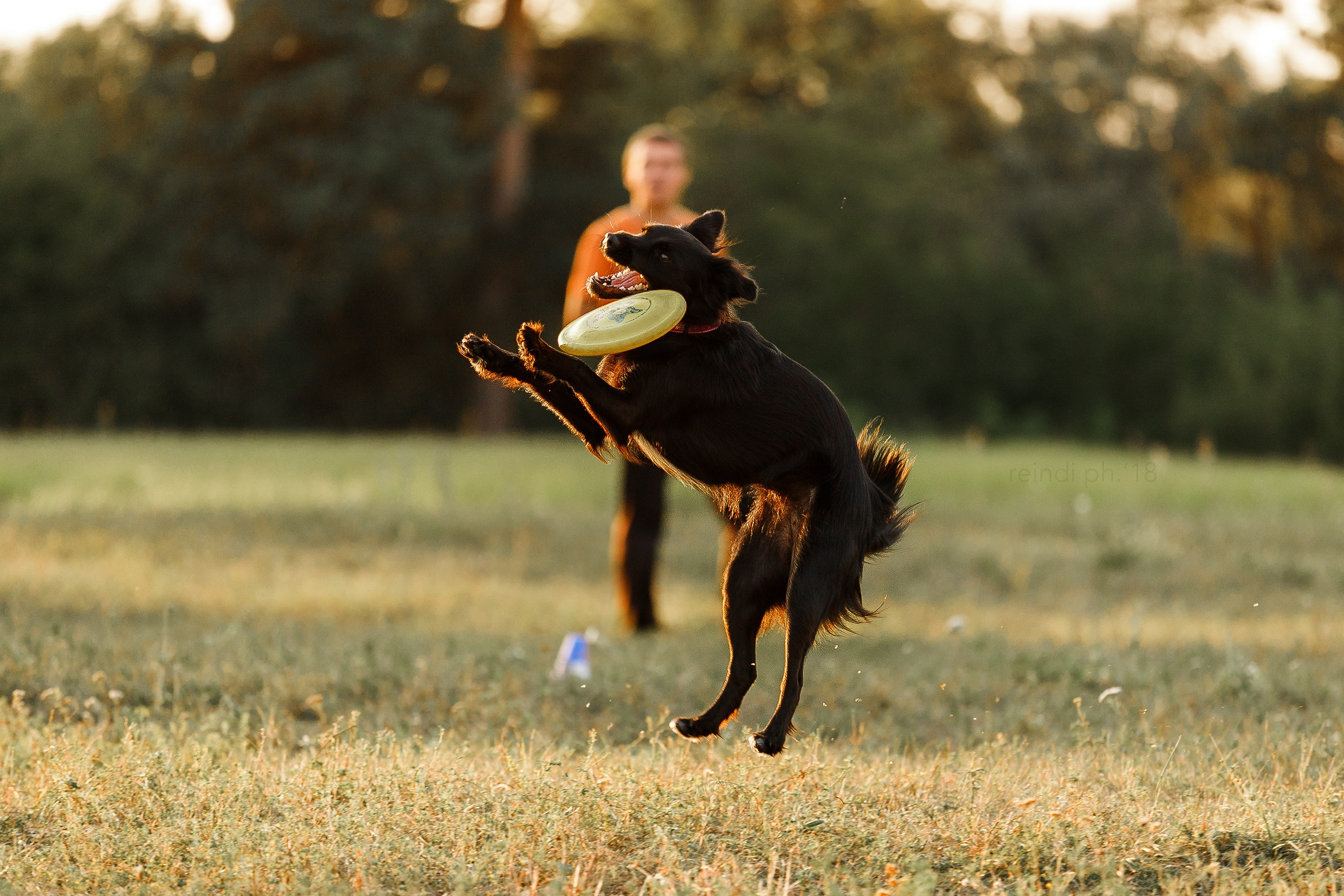 Frisbee training at sunset | summer. Kaja | fotograf we Wrocławiu | ludzie i psy