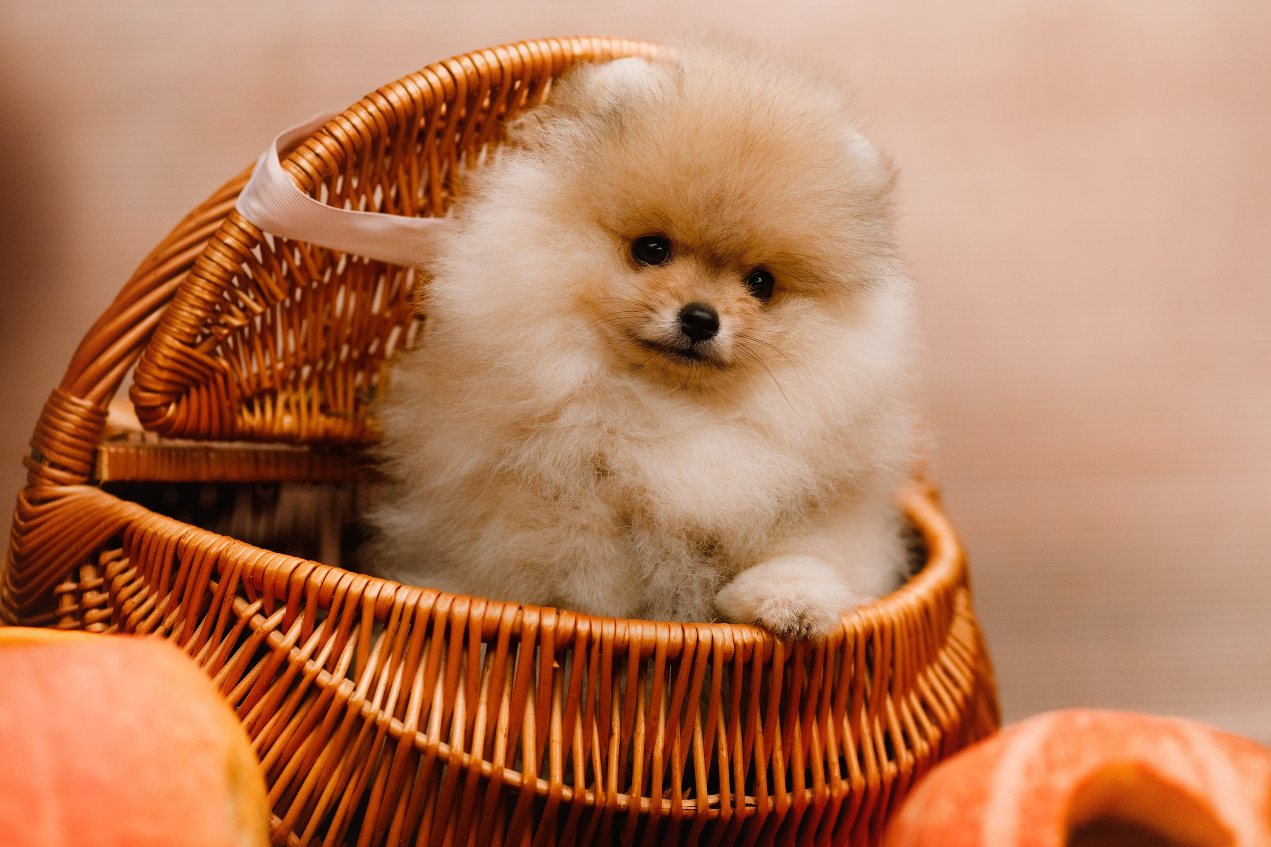 Halloween spitz puppies. Kaja | fotograf we Wrocławiu | ludzie i psy