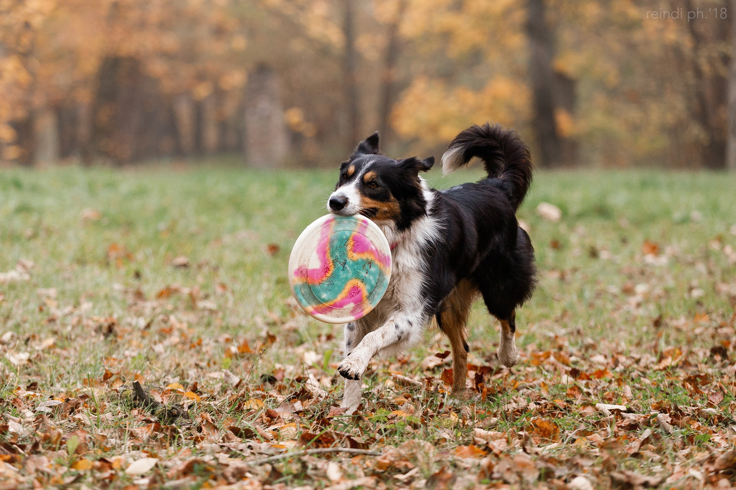 Frisbee and dog puller championship | autumn. Kaja | fotograf we Wrocławiu | ludzie i psy