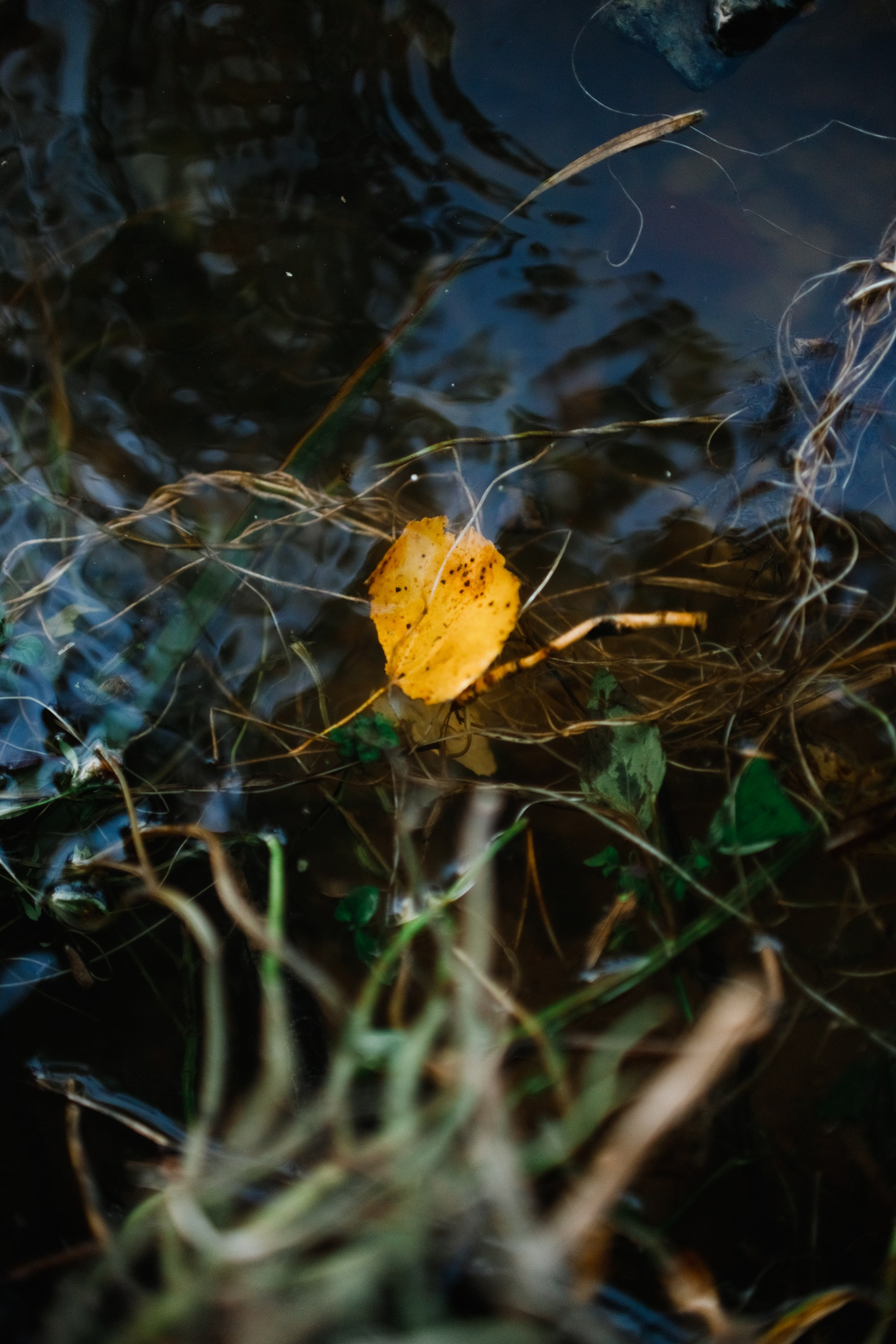 One small village in Grodno region. Kaja | fotograf we Wrocławiu | ludzie i psy