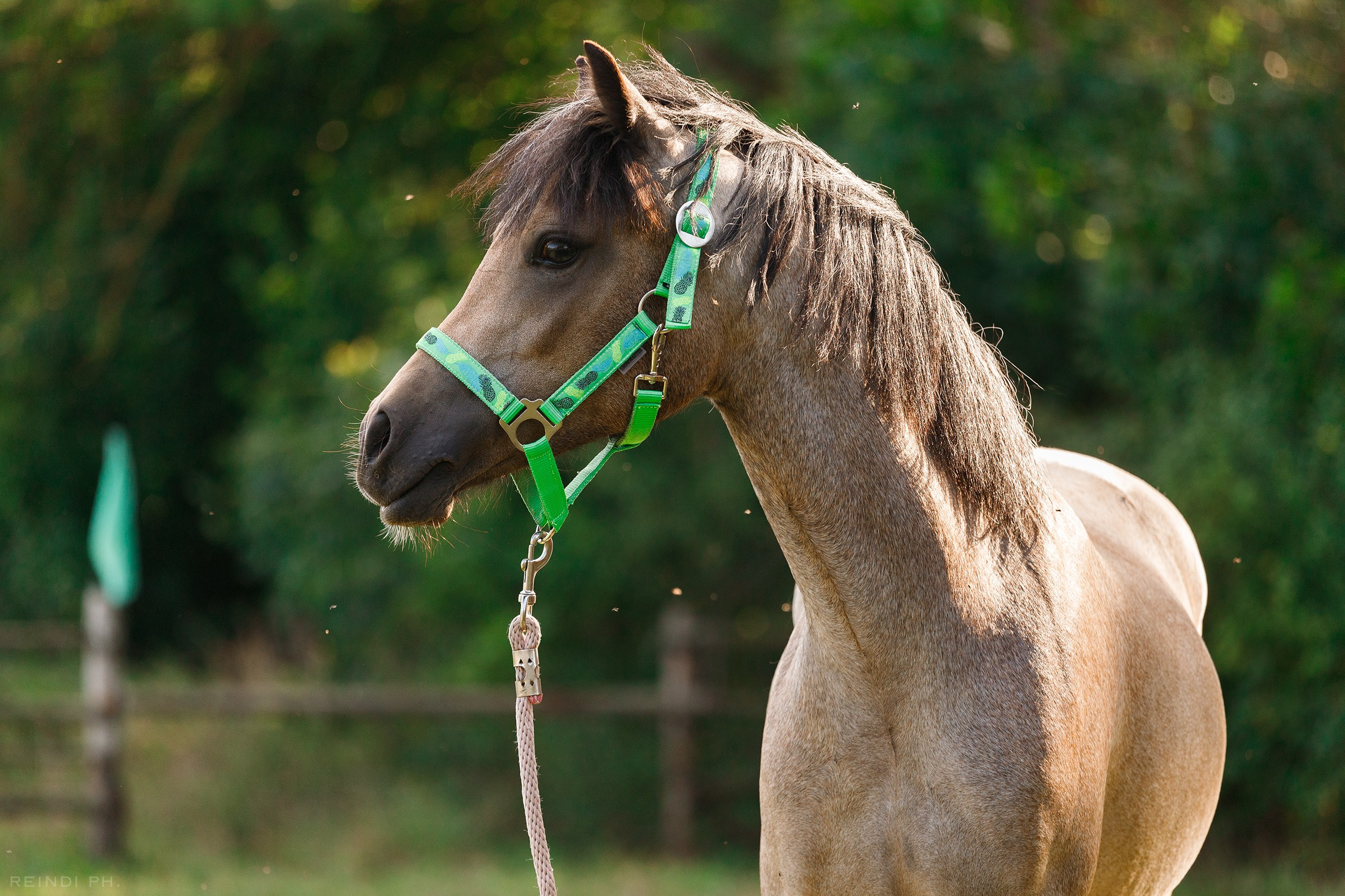 Horse show in the village. Kaja | fotograf we Wrocławiu | ludzie i psy