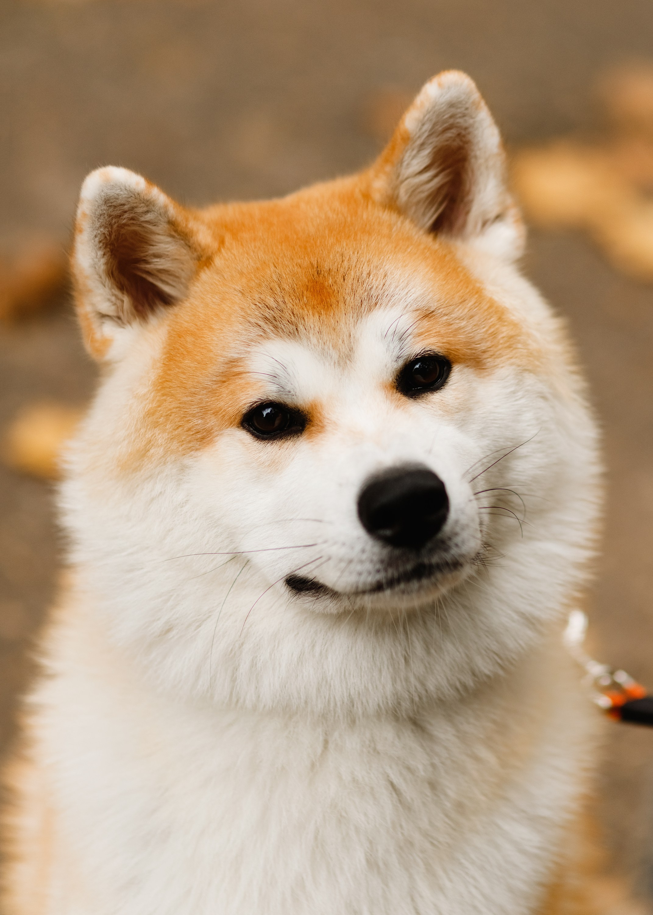 Maria & Kenji. Kaja | fotograf we Wrocławiu | ludzie i psy