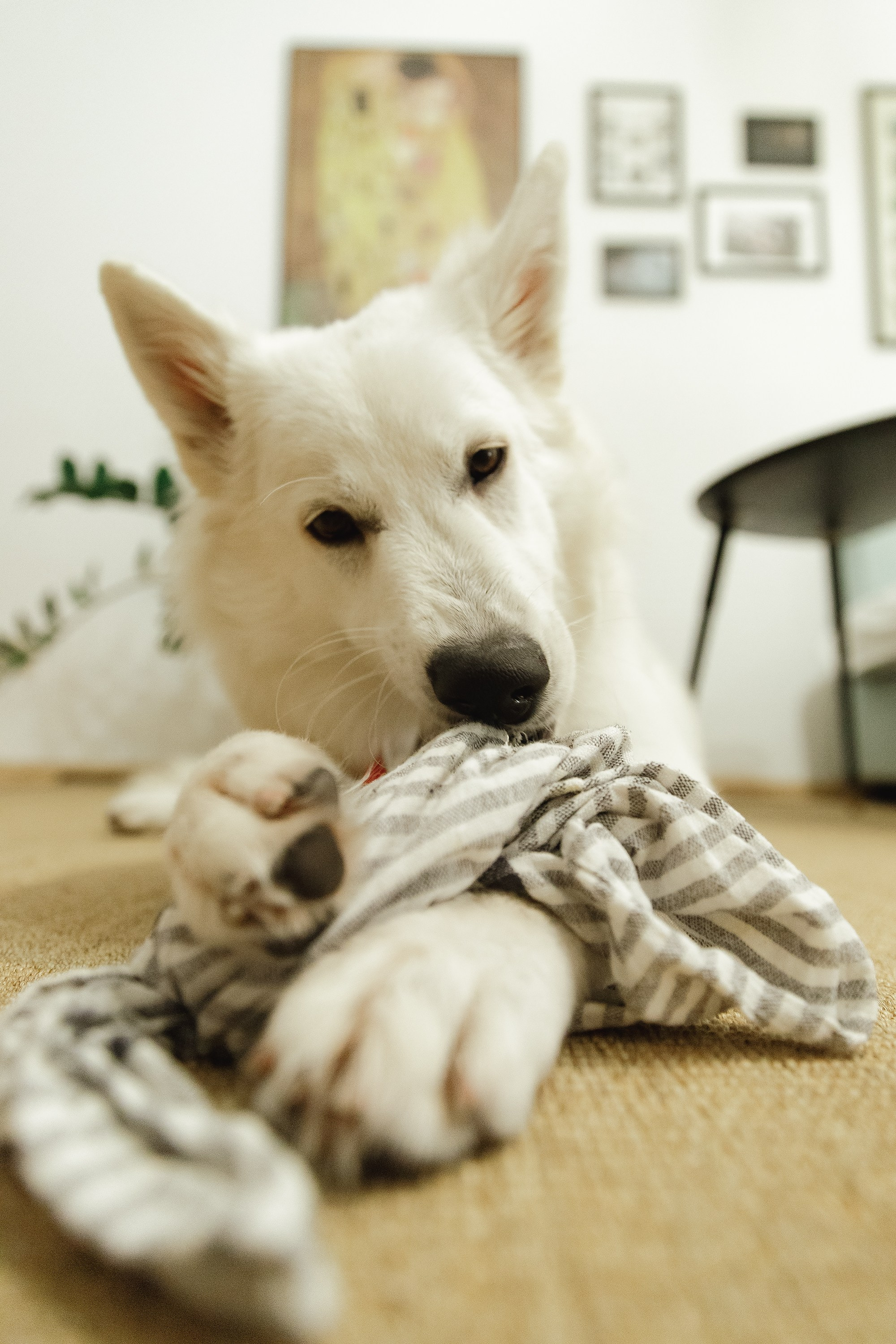 Astra in Leipzig. Kaja | fotograf we Wrocławiu | ludzie i psy