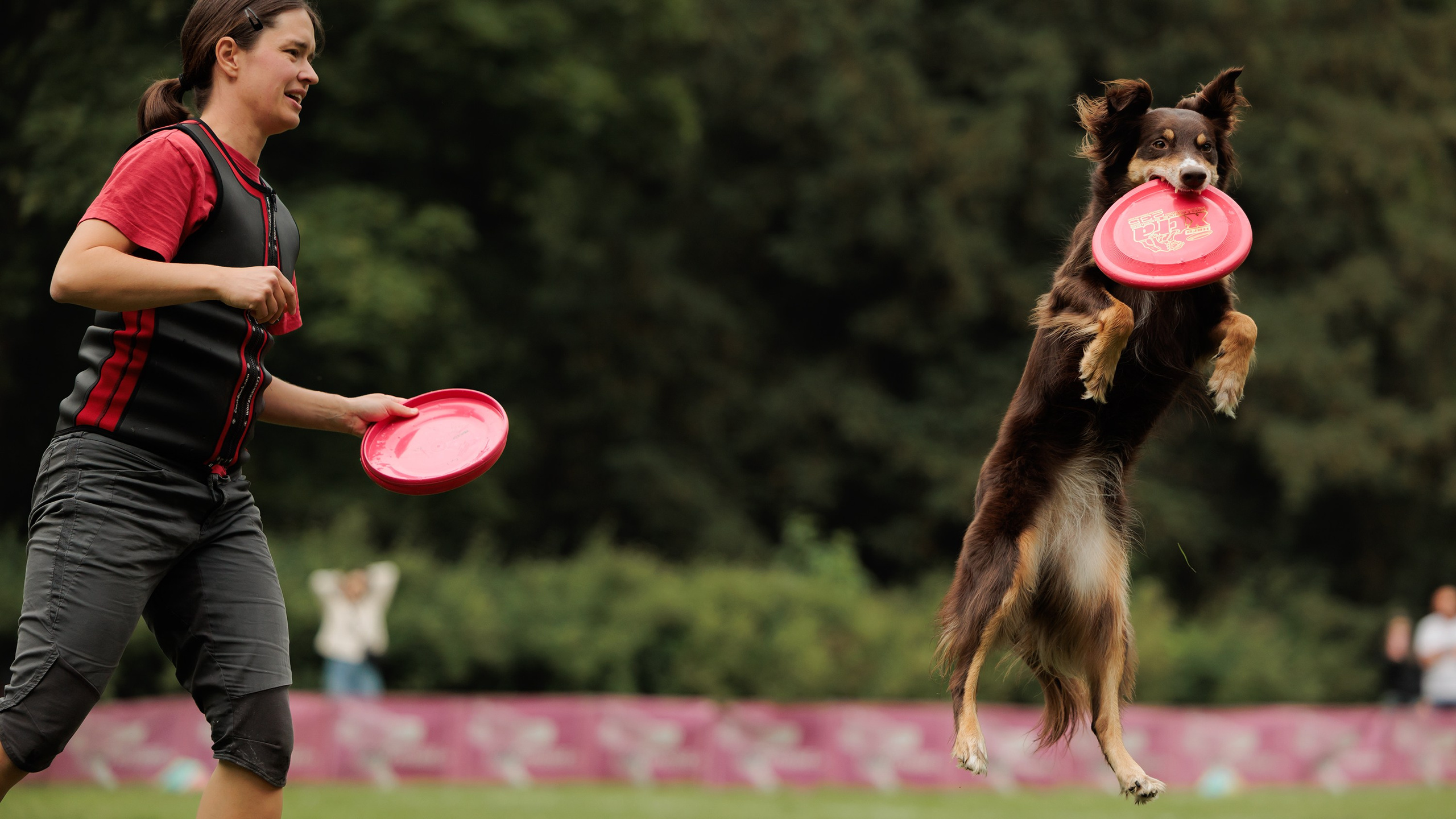 Latające psy, Wrocław'25. Kaja | fotograf psów we Wrocławiu