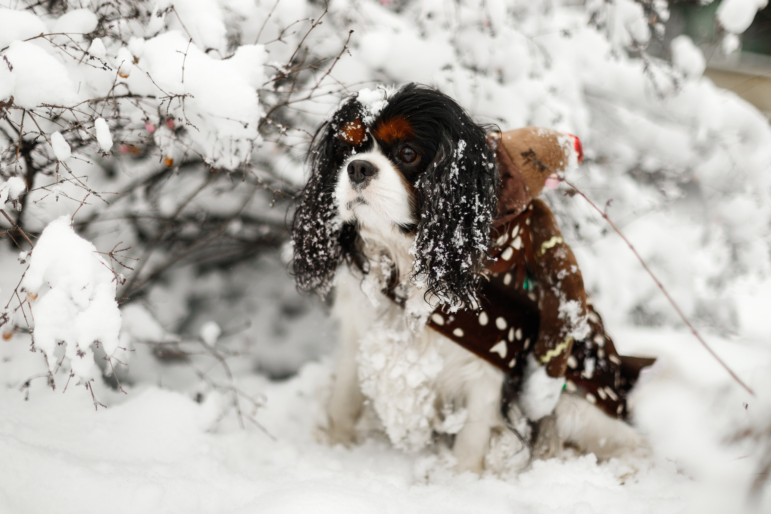 Uliana & winter spaniels. Kaja | fotograf psów we Wrocławiu