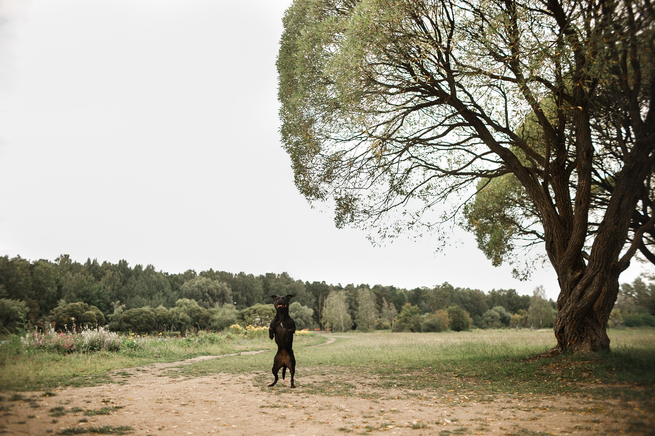 Staffy Yosia. Kaja | fotograf we Wrocławiu | ludzie i psy