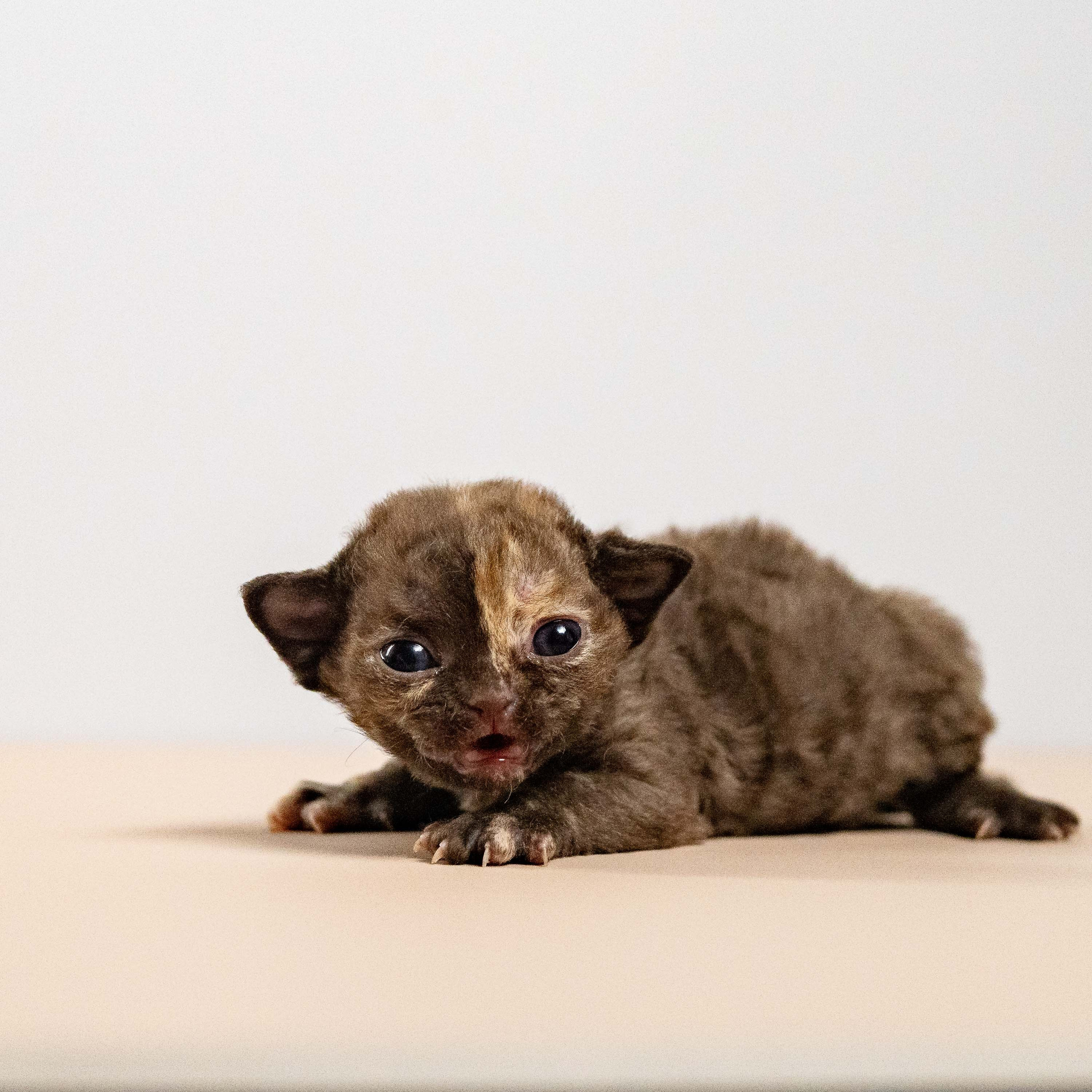 Mocha, girl, born 01.15.26. Devon Rex Pixie Cattery