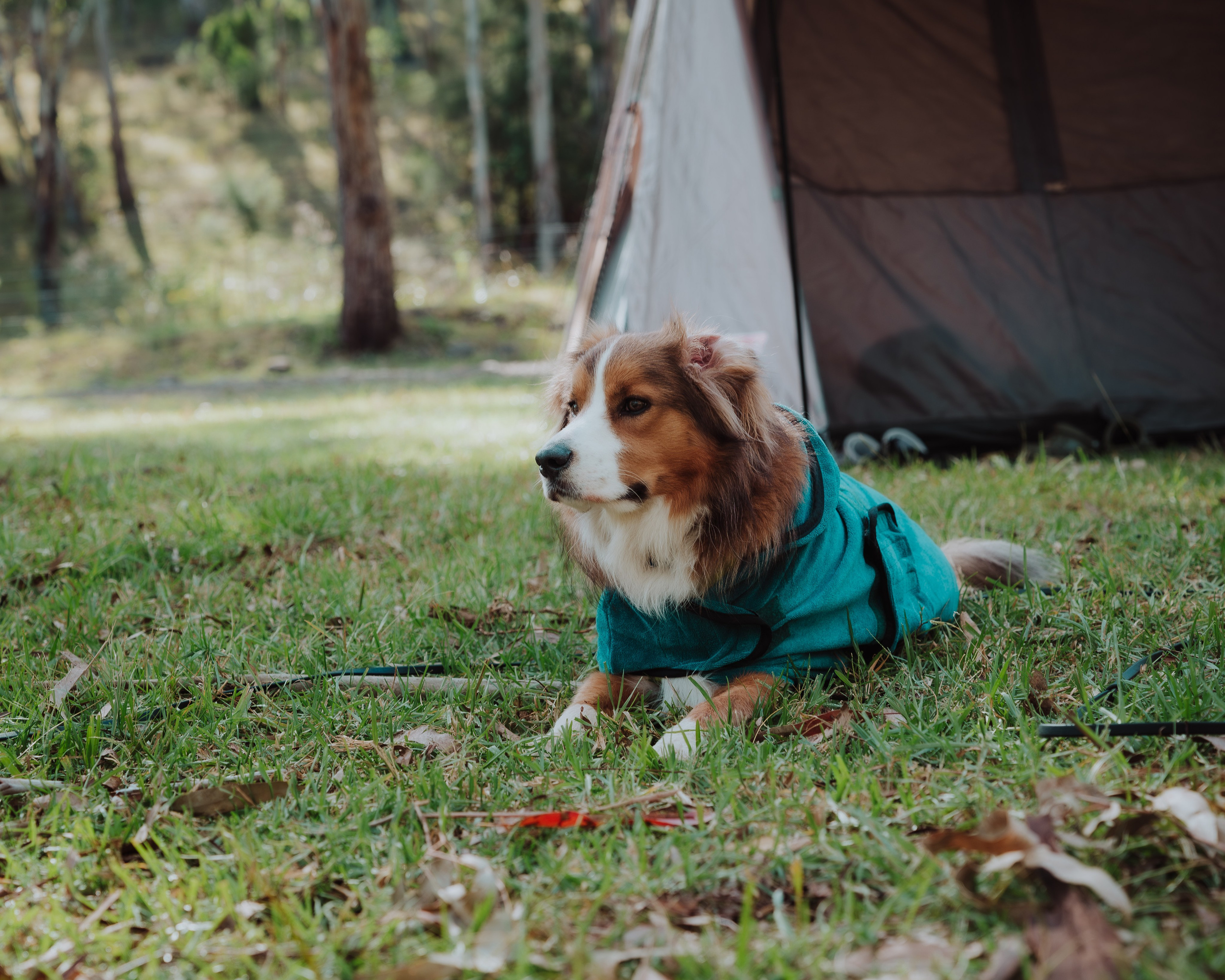 Pet — BorderColie. JS Photoshoot | Family, Events & Pet Photographer in Brisbane