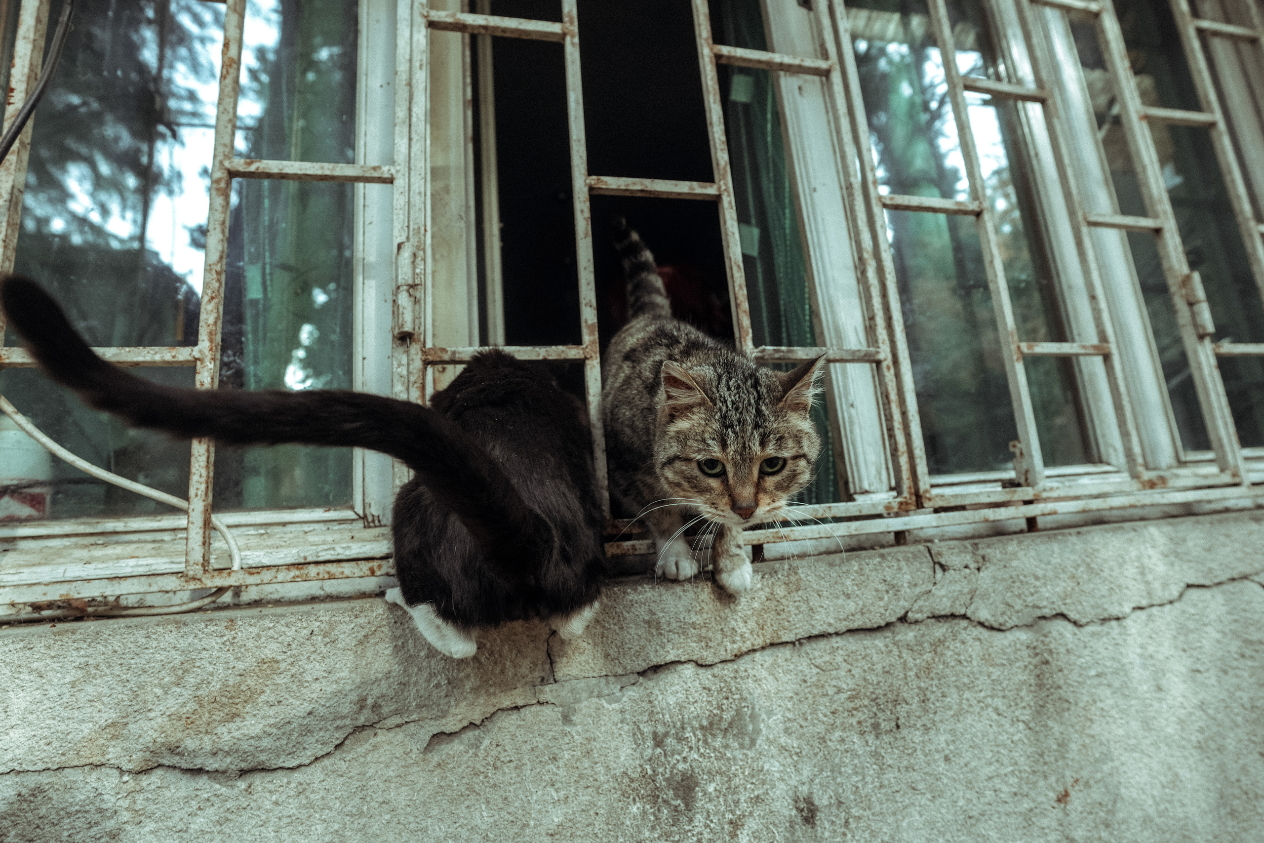 ТБИЛИСИ 2023-2024. Стрит-фотография, полная абсурда, идиотизма и красоты