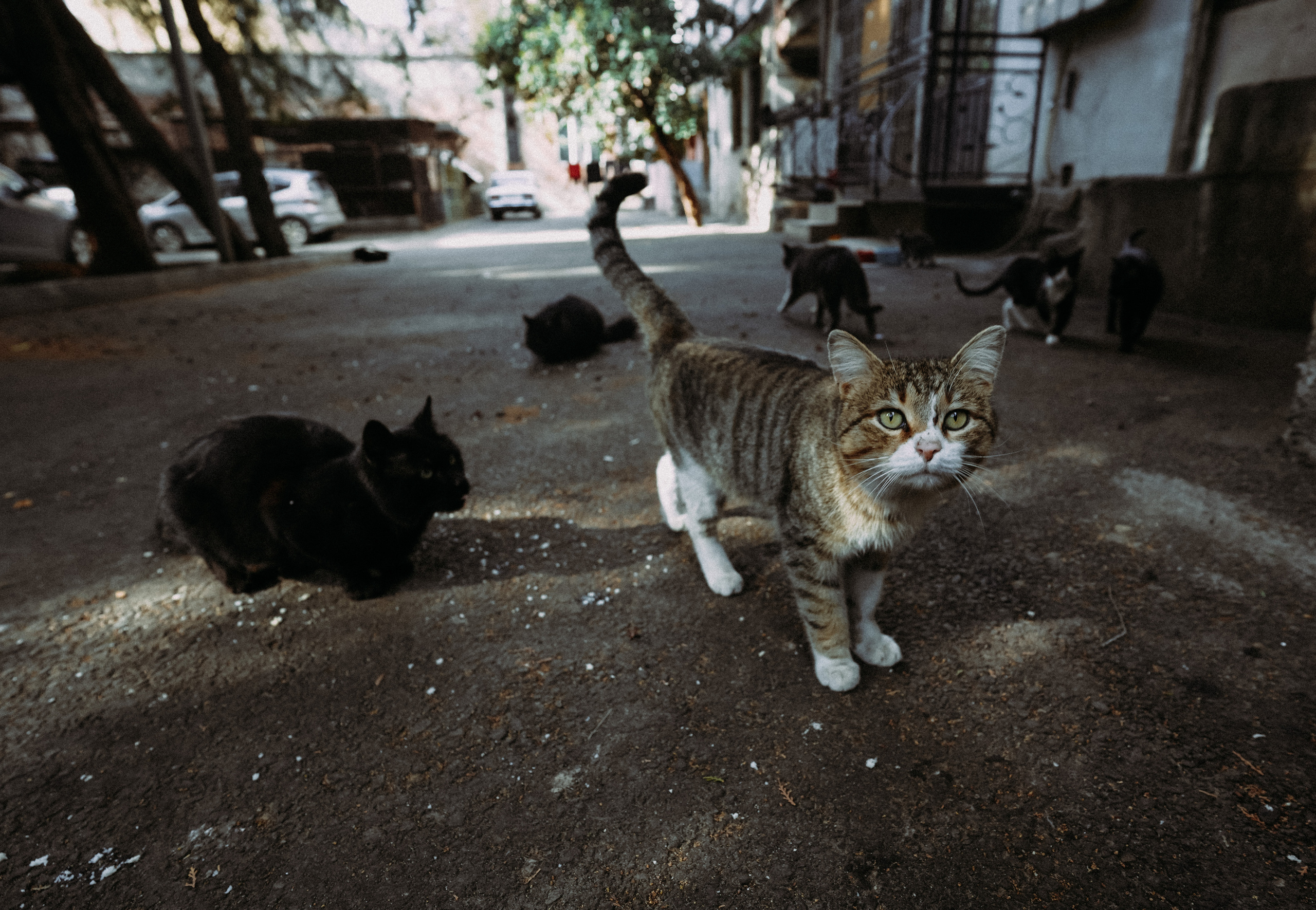 ТБИЛИСИ 2023-2024. Стрит-фотография, полная абсурда, идиотизма и красоты