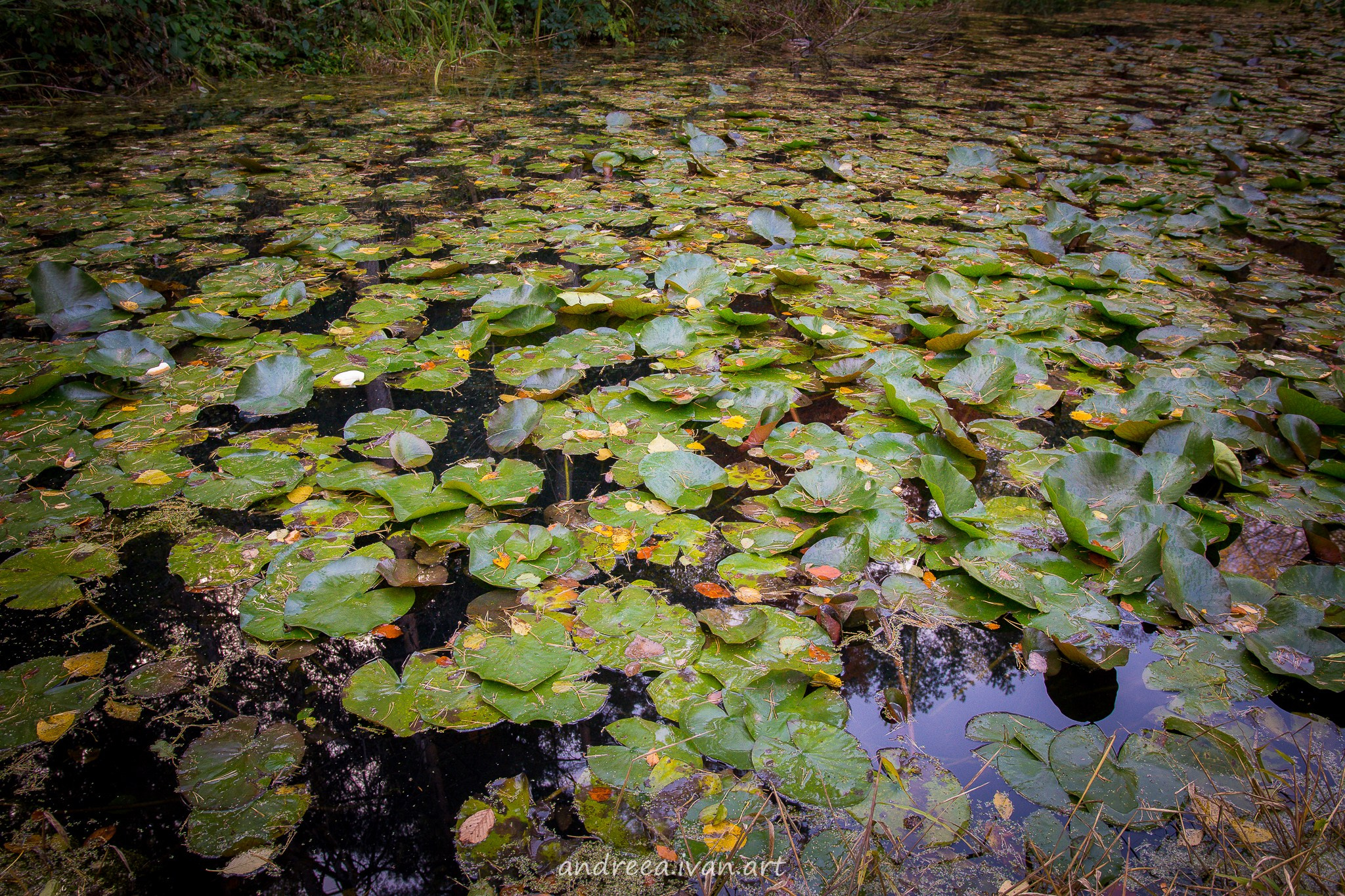 ~Peisaje~. Andreea Ivan art-Fotograf Constanta, Fotograf profesionist Constanta, Fotograf de nunta Constanta, botez, sedinte foto cu tematica, portret