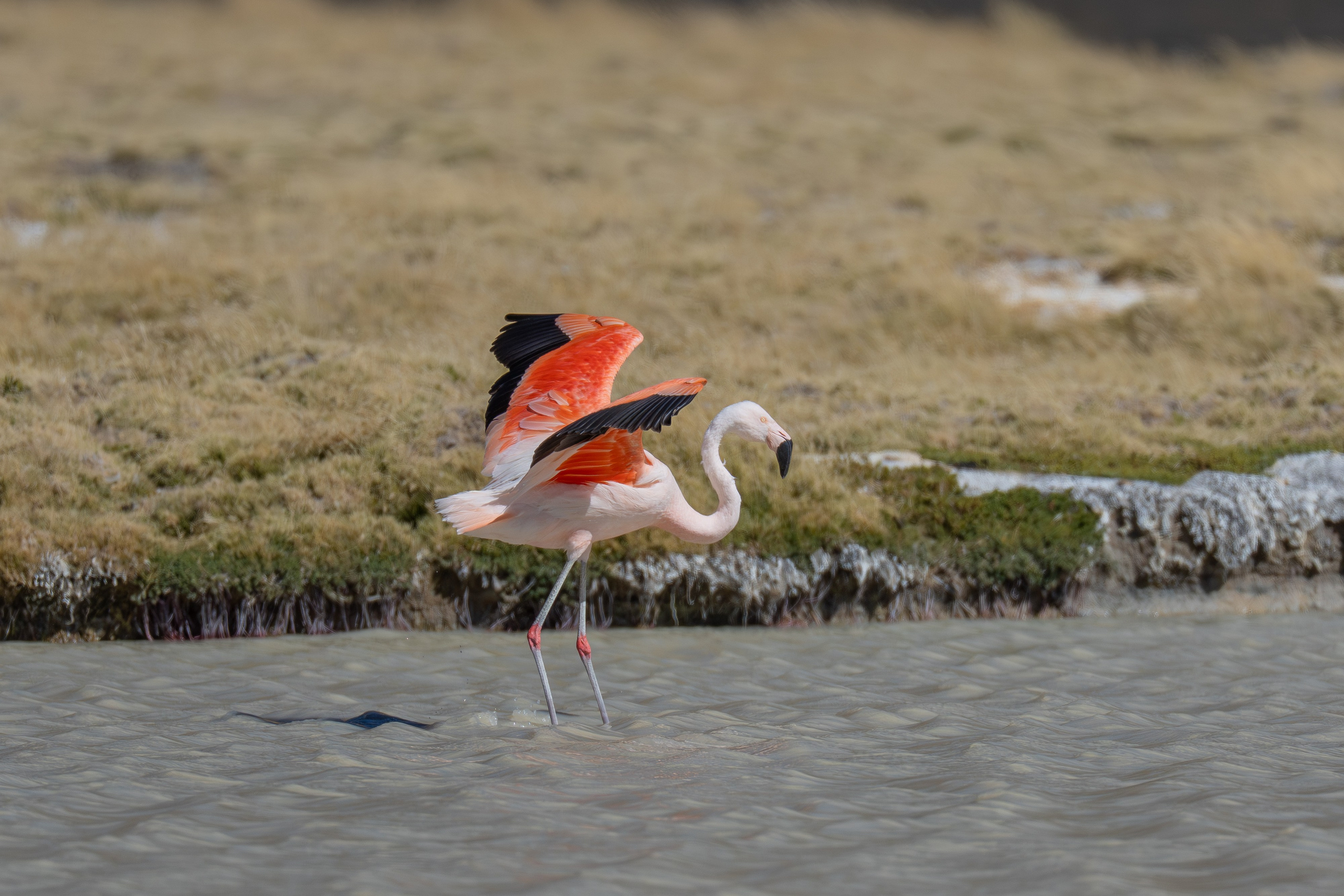 Flamencos. Nature photographer Yuri Soria-Galvarro