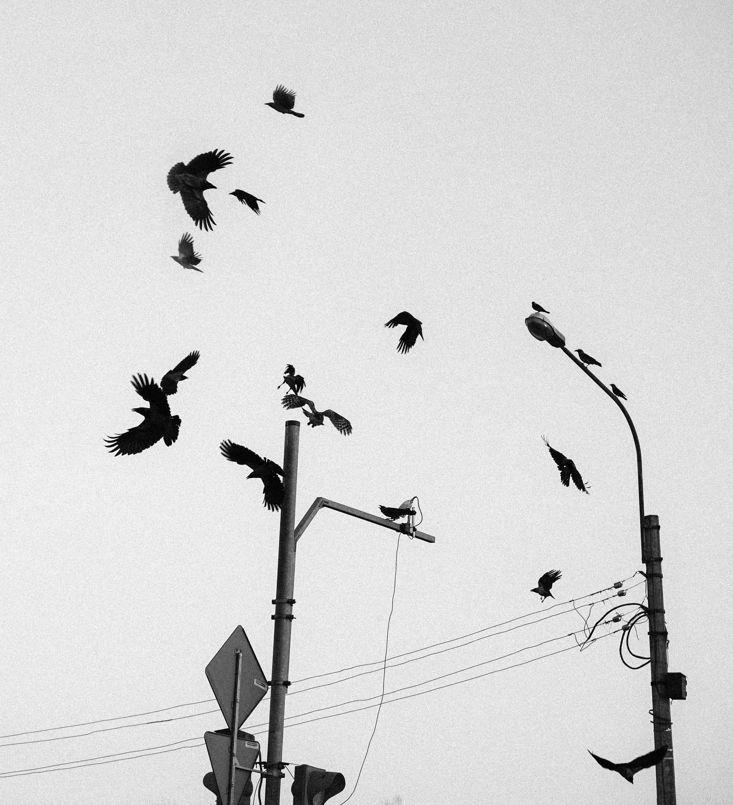 Пернатый психоз. Стрит-фотография, полная абсурда, идиотизма и красоты