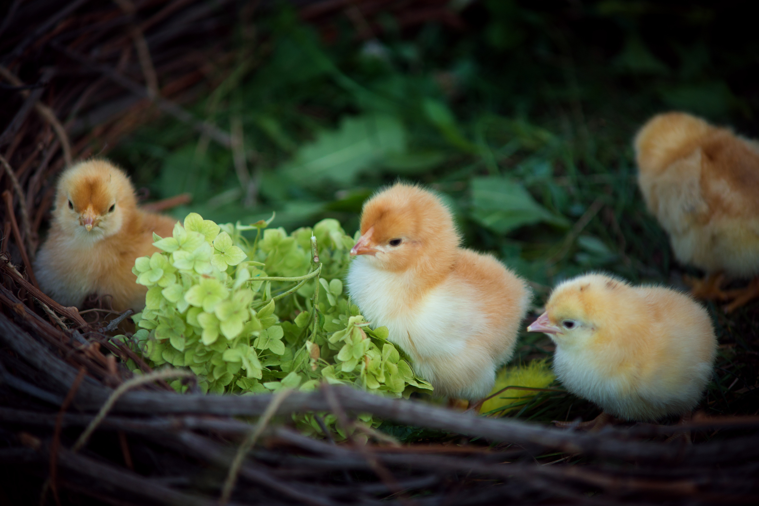 Bambini. Fotografa di bambini e famiglie in Italia. Vittoria Peresada