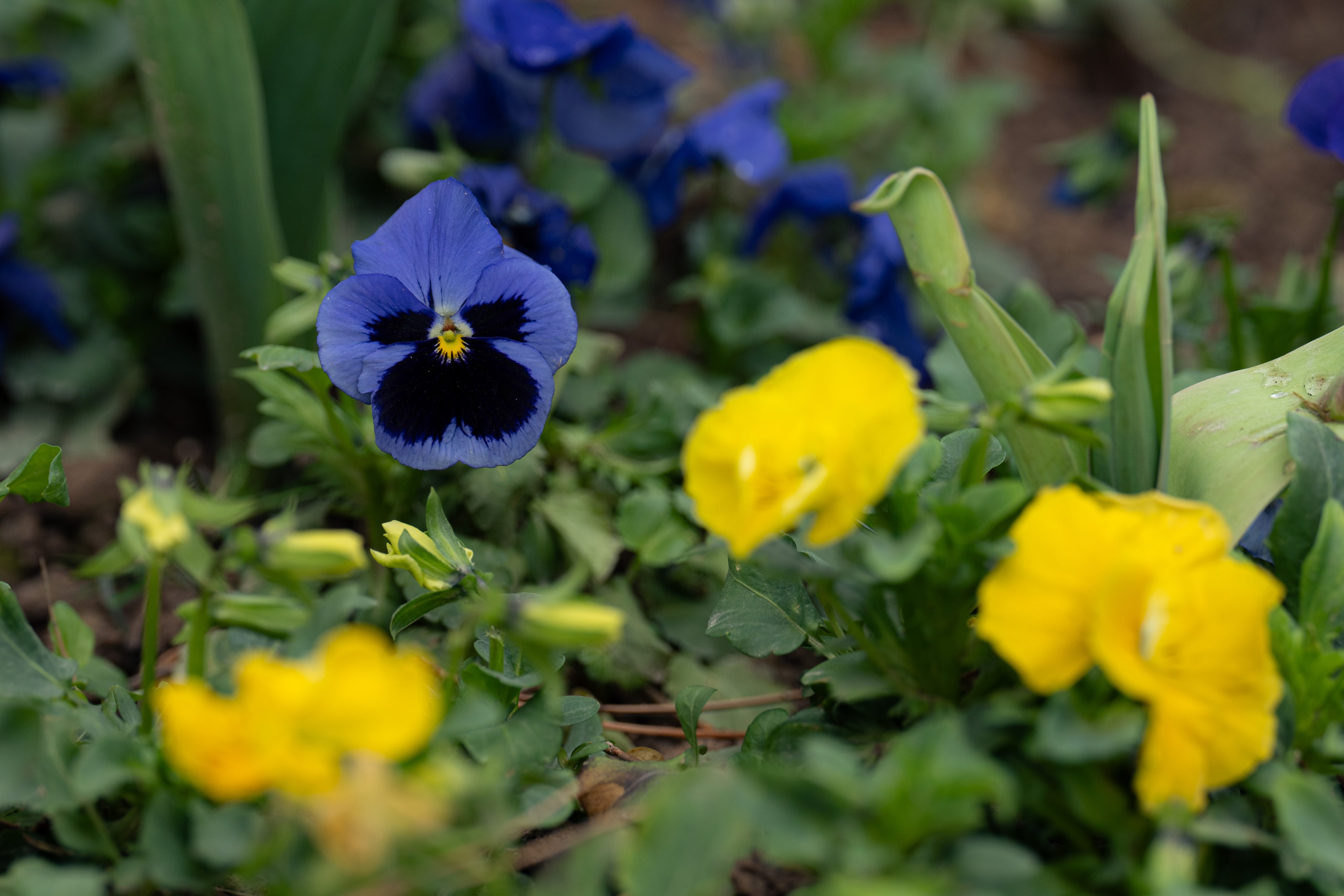 Навруз. Георгий Намазов | Фотограф в Ташкенте