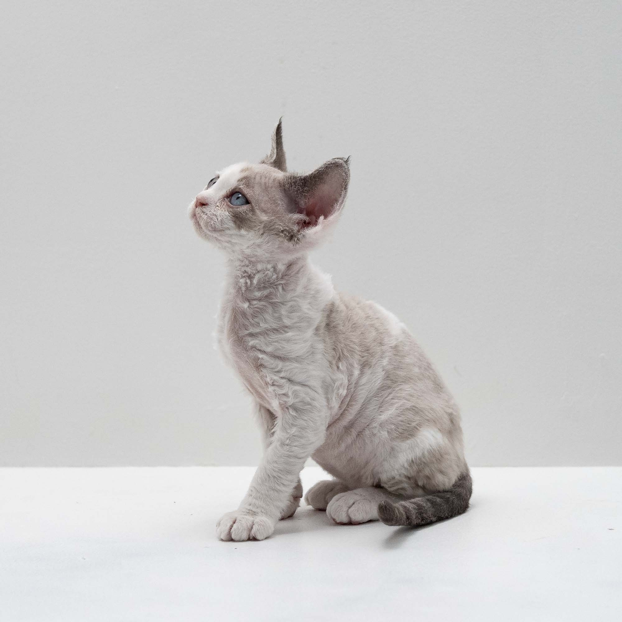 Frodo, boy, born on 01.01.25. Devon Rex Pixie Cattery