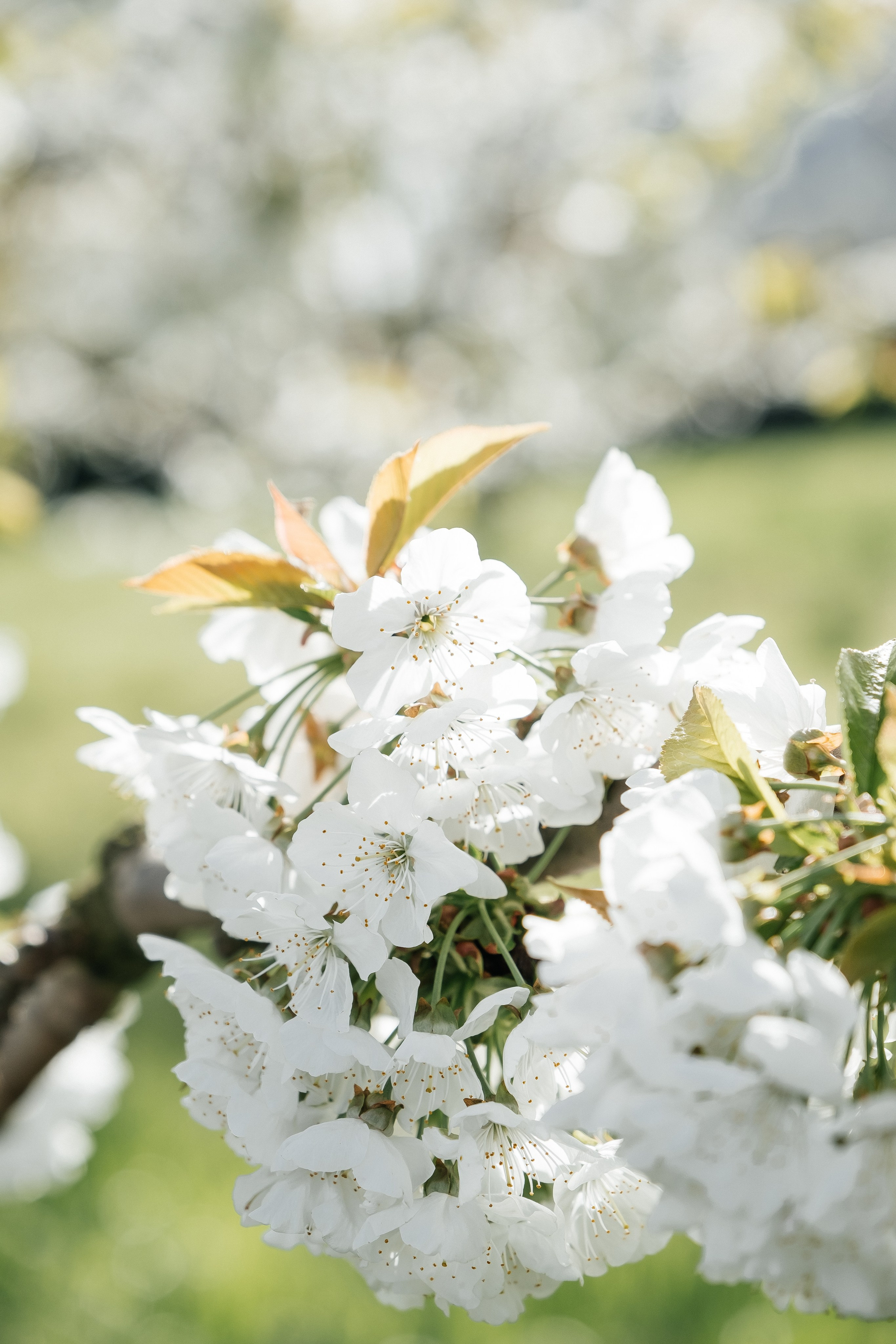 🌸🌸🌸. Fotografa Rimini