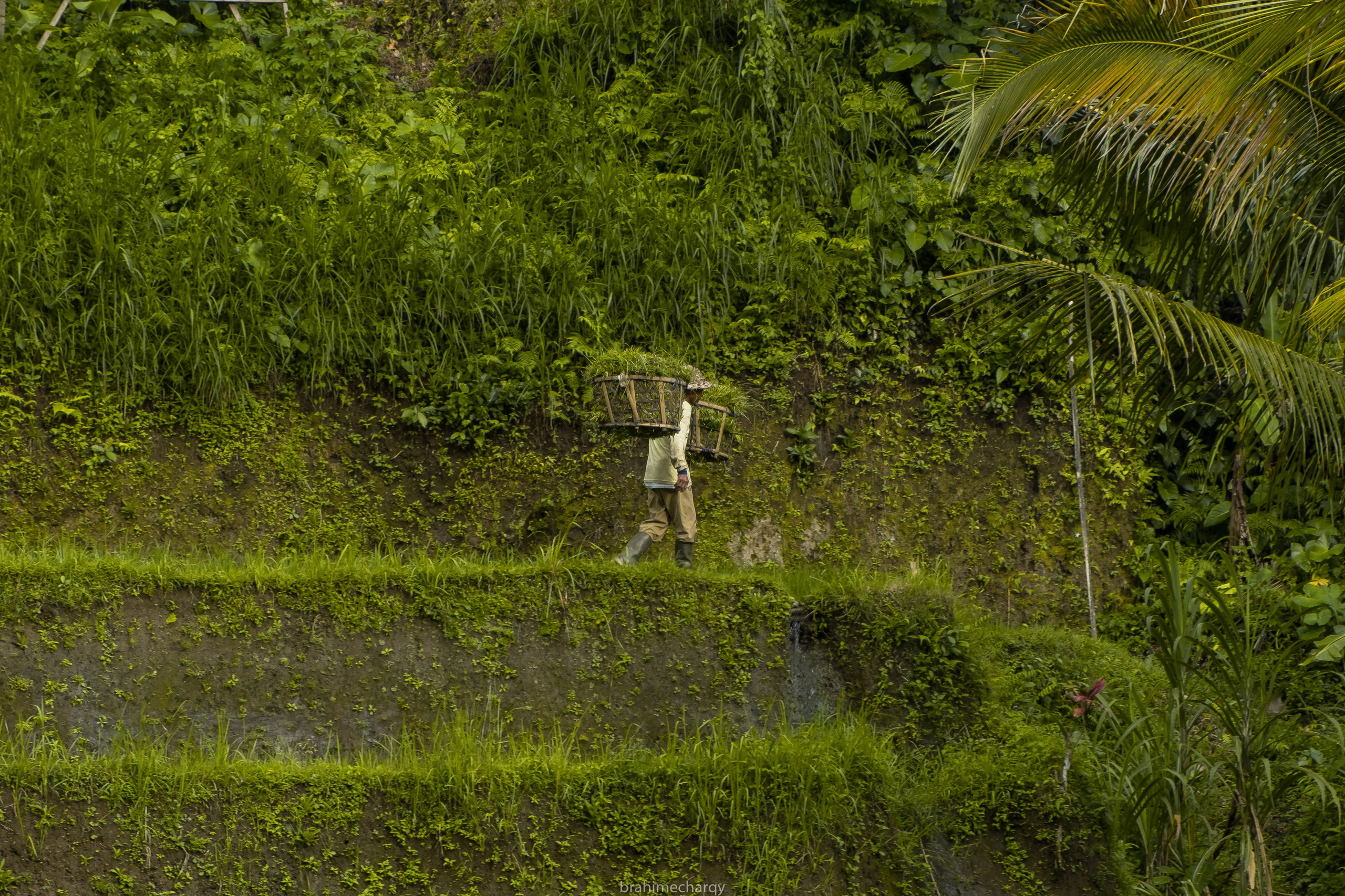 Фото. Брахим — фотограф