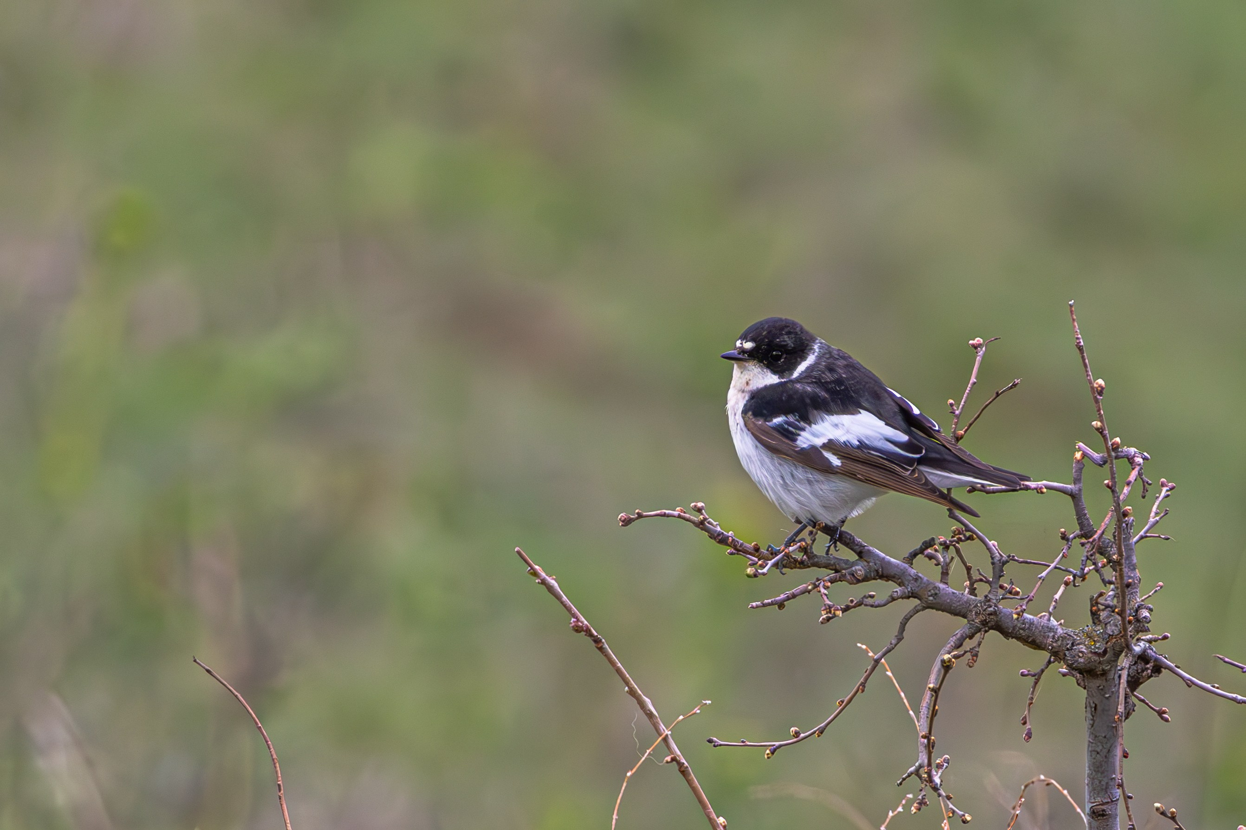 საგაზაფხულო გასეირნება წავკისისწყალის ხეობაში. FramefreeMan
