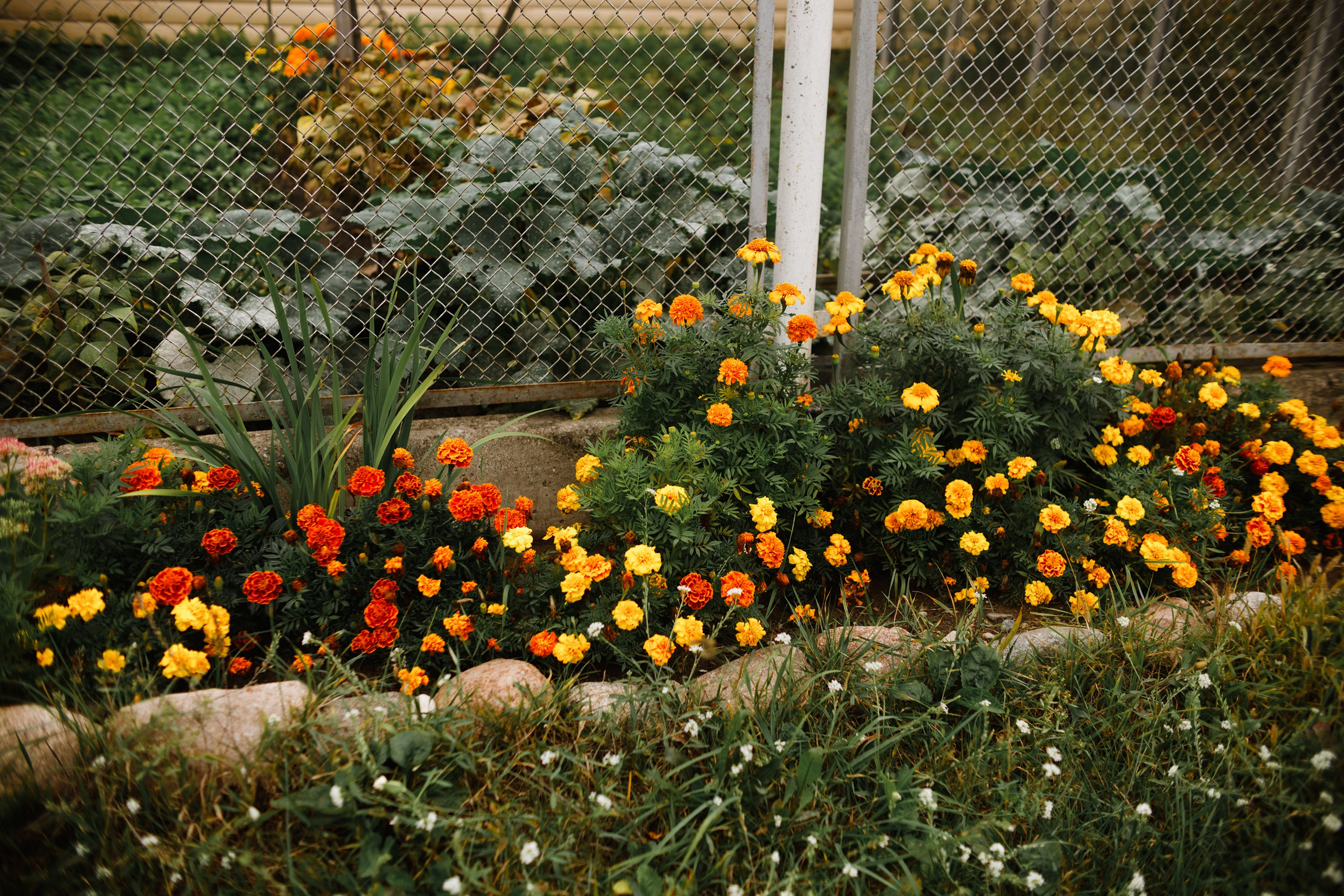 Grodno. Kaja | fotograf we Wrocławiu | ludzie i psy