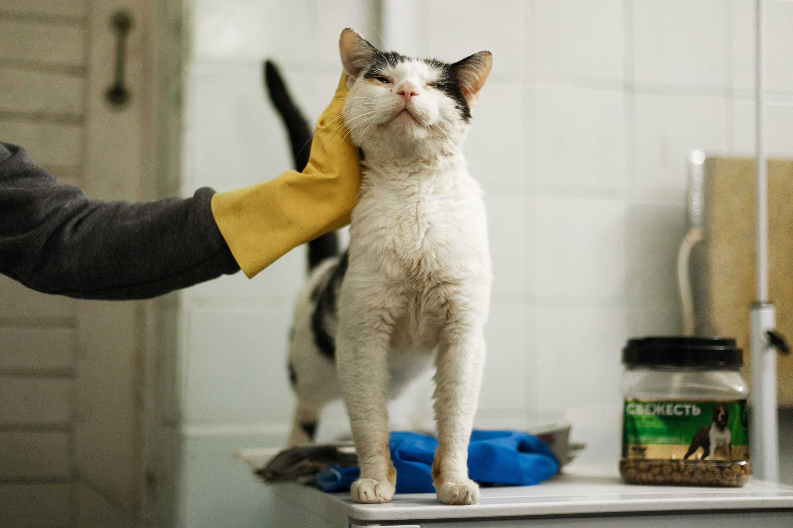 Shelter's cats for adoption. Kaja | fotograf we Wrocławiu | ludzie i psy