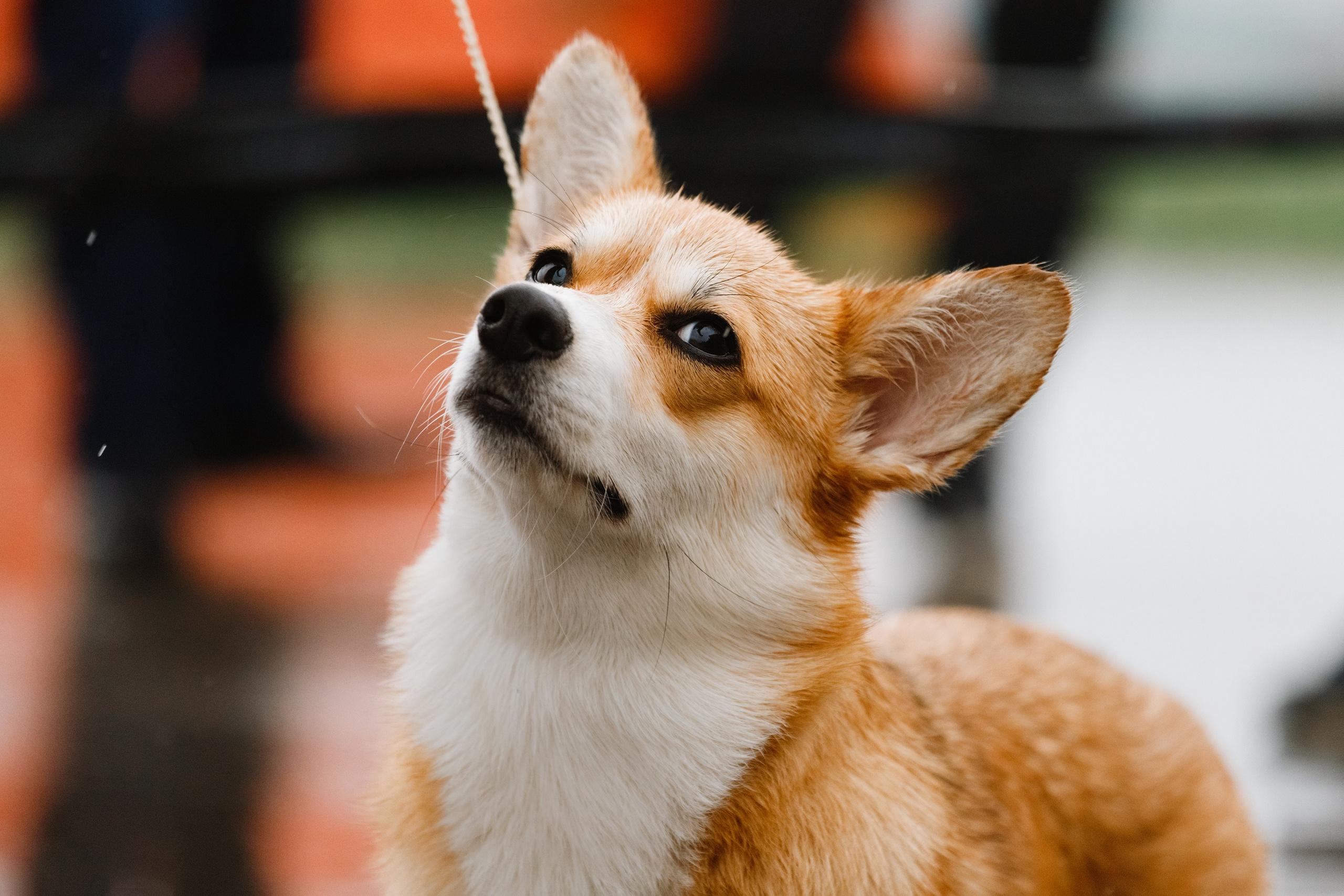 Dog shows | the best ones. Kaja | fotograf psów we Wrocławiu
