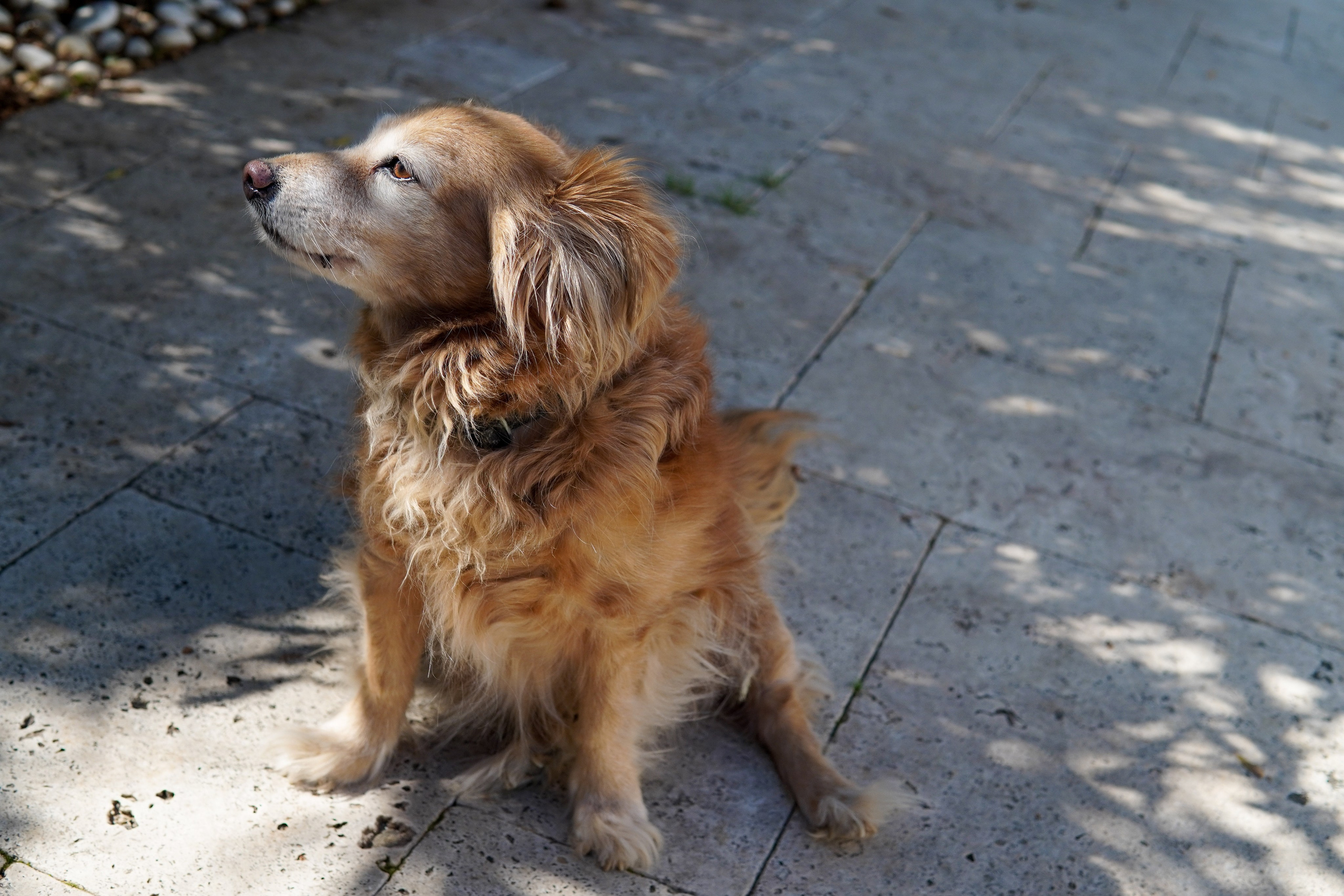 Random dogs. Главное меню