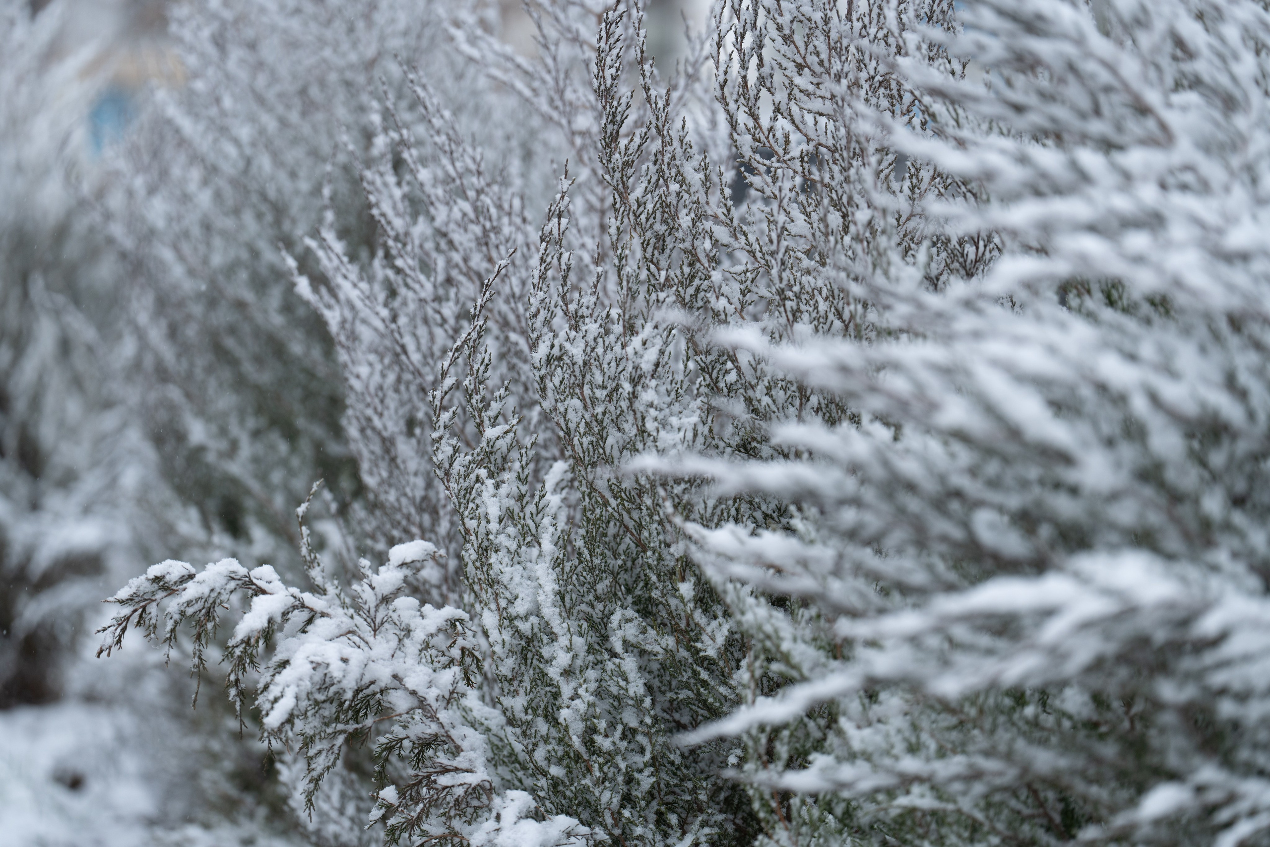 Первый снег в 2024 году. Георгий Намазов | Фотограф в Ташкенте