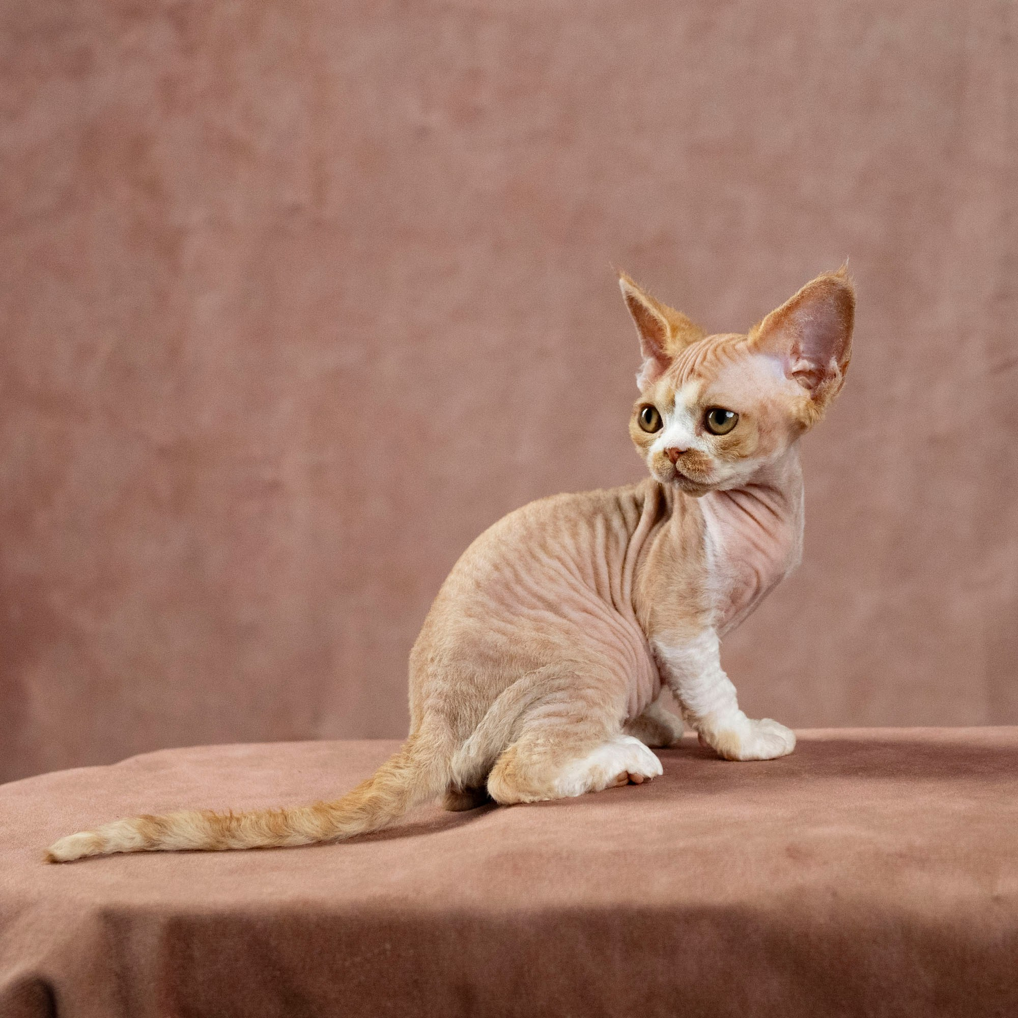 Dobby, boy. Devon Rex Pixie Cattery