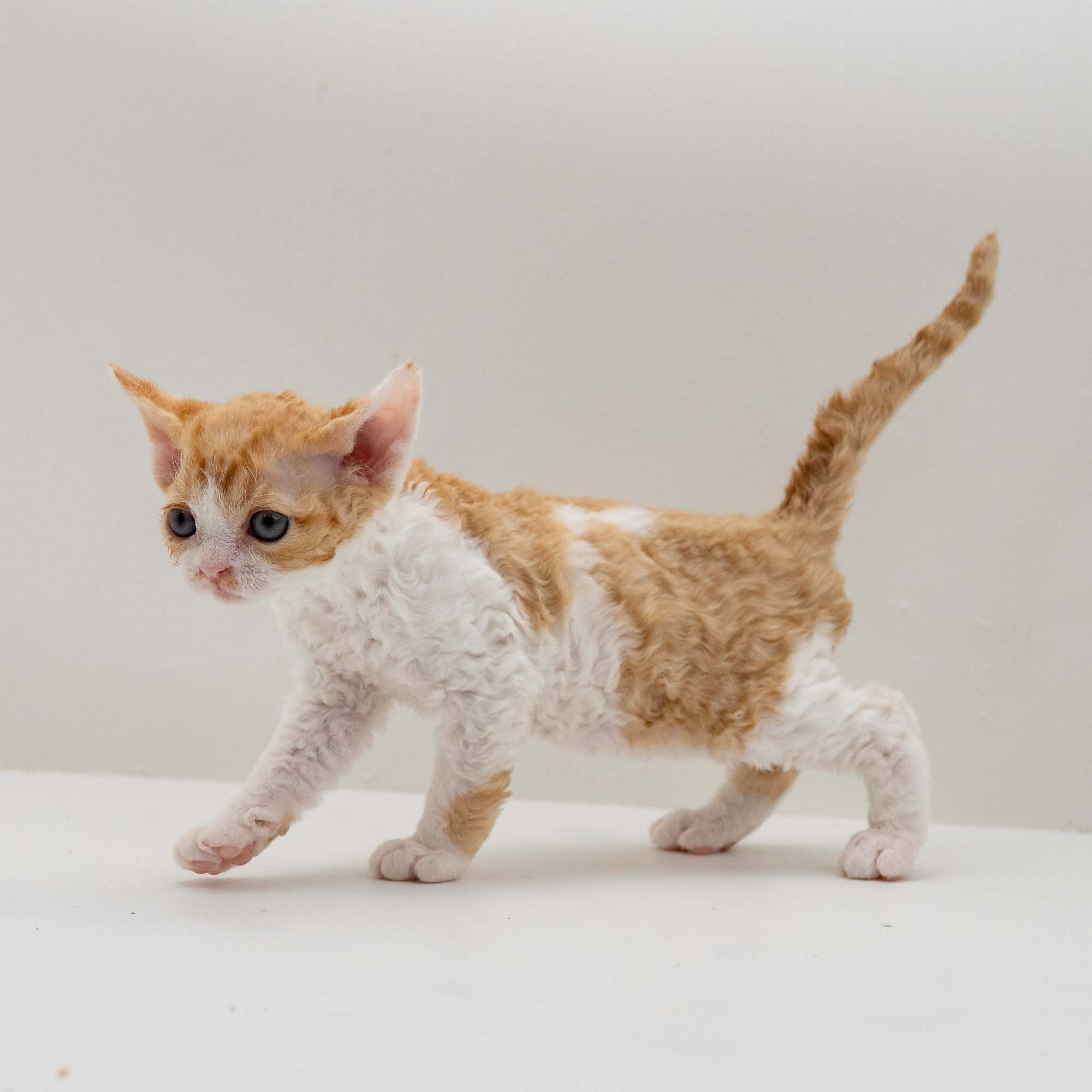 Gece, boy, born on 01.18.25. Devon Rex Pixie Cattery