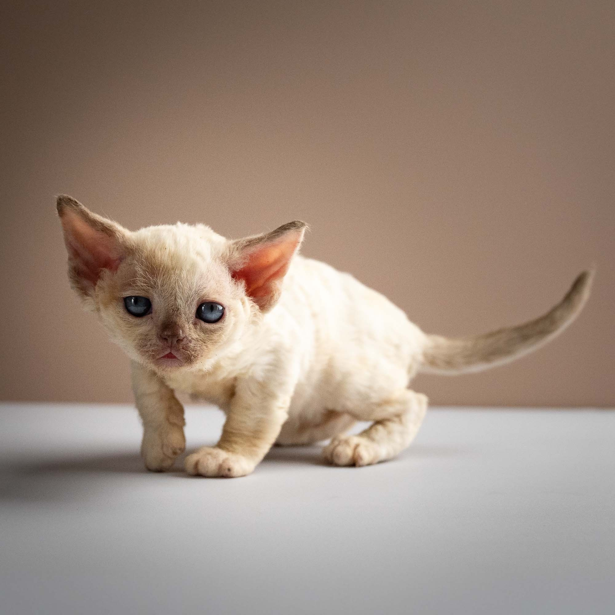 Rosalie,  girl, born 05.08.26. Devon Rex Pixie Cattery