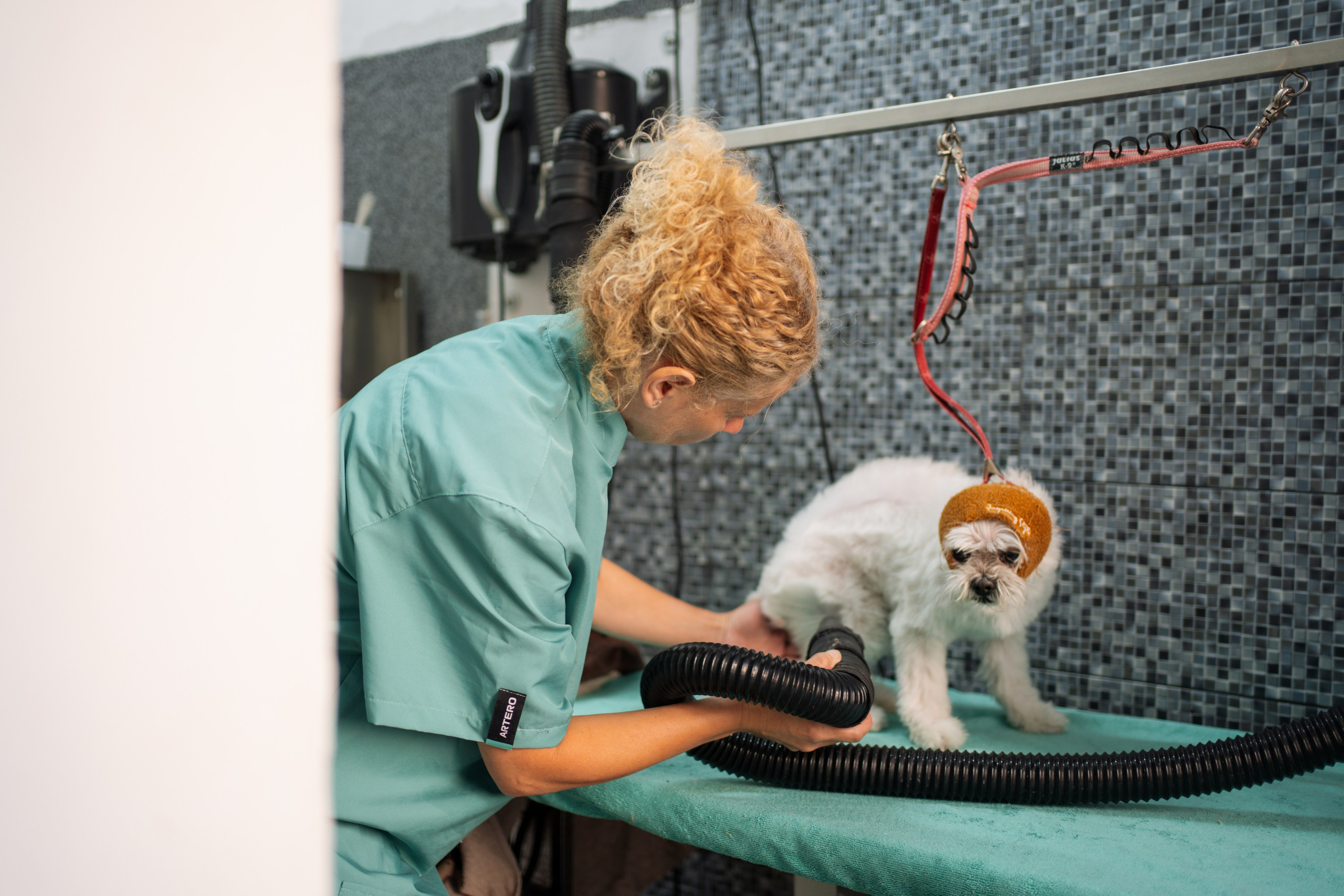 PetGroom Timisoara. Cozac Cristian Photographer