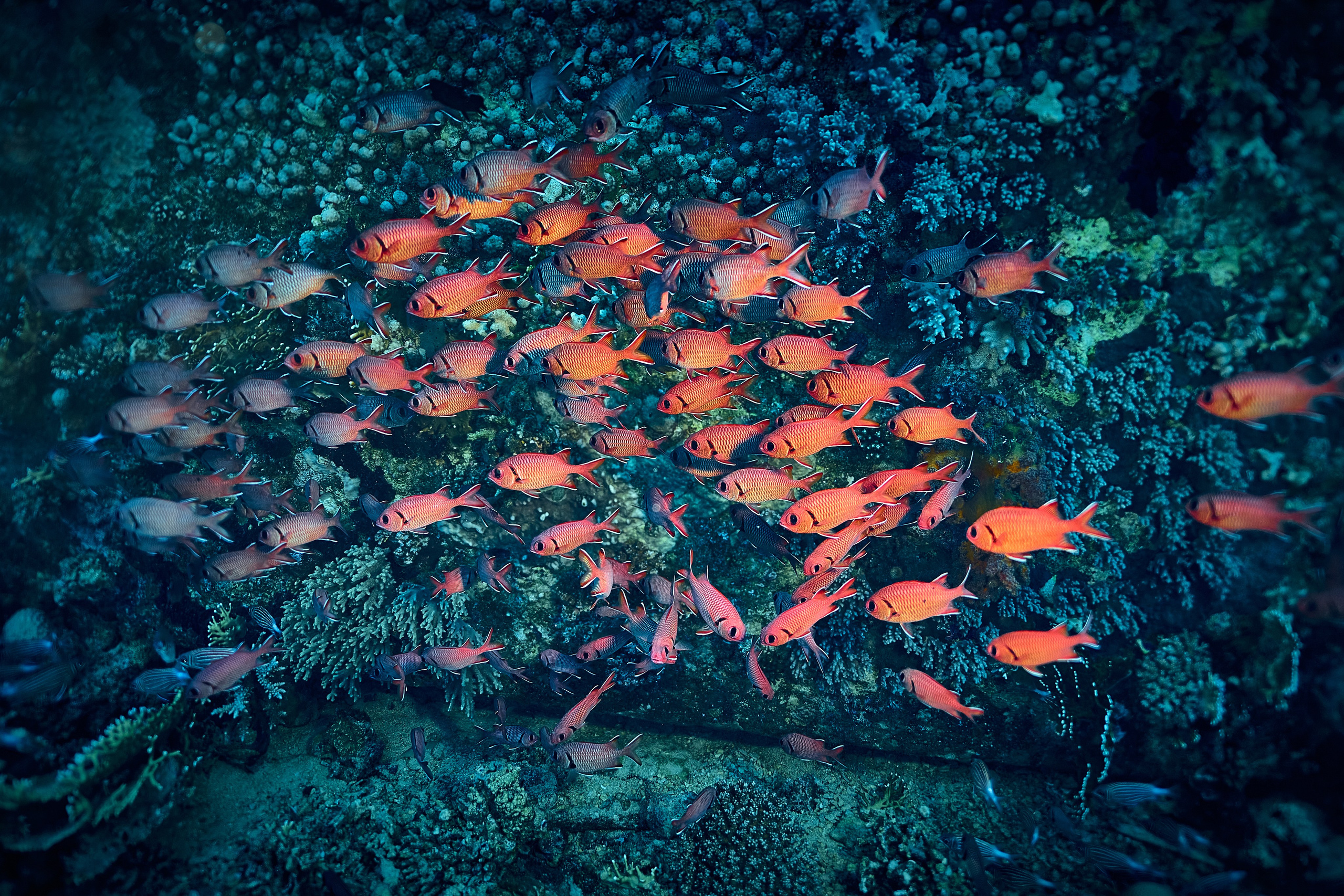 Mieszkańcy mórz. Andriej Szypilow — Photography & Videography