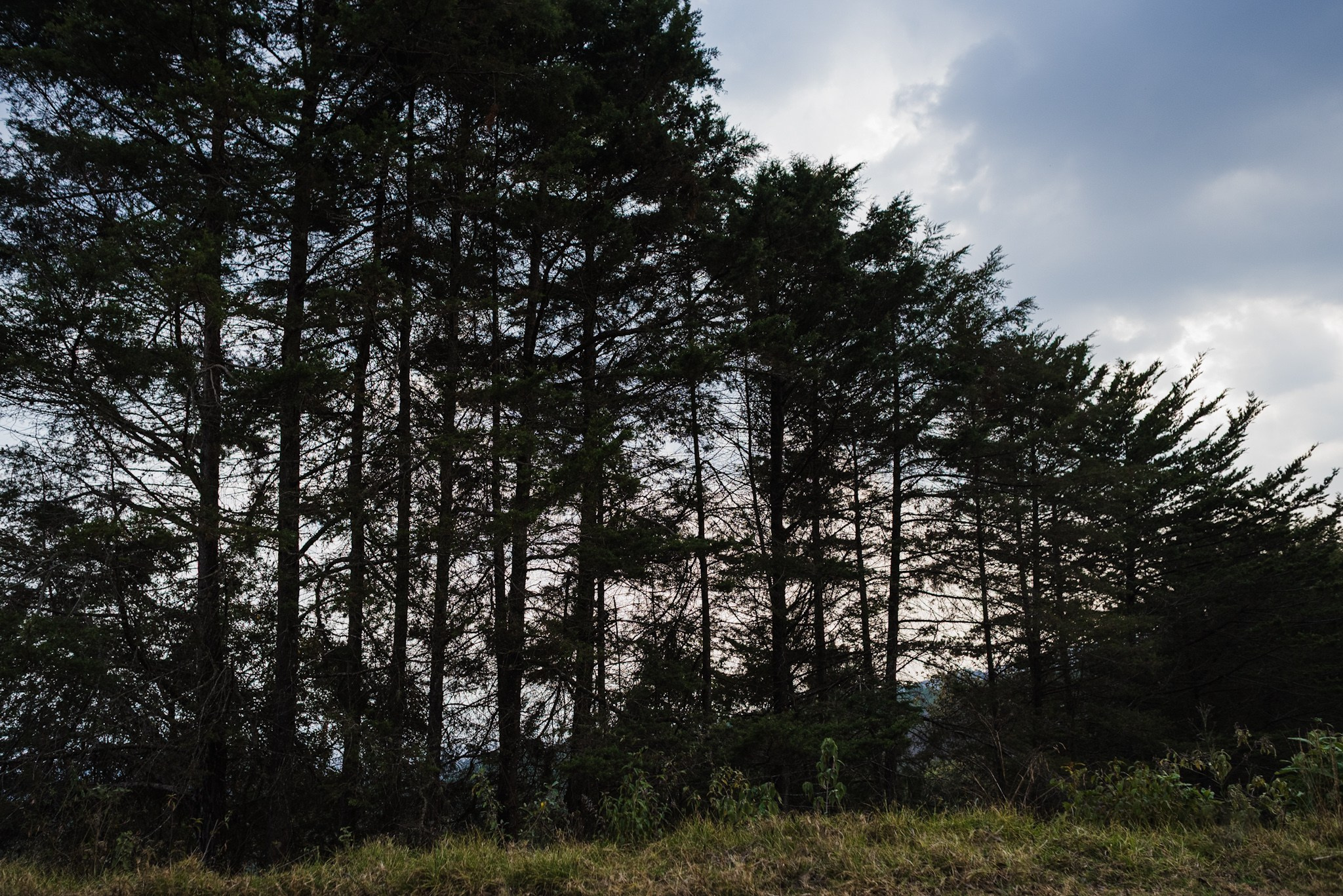 Bosques de San Cristóbal. 2025. Fotógrafo en Villahermosa | ERALPUCHE