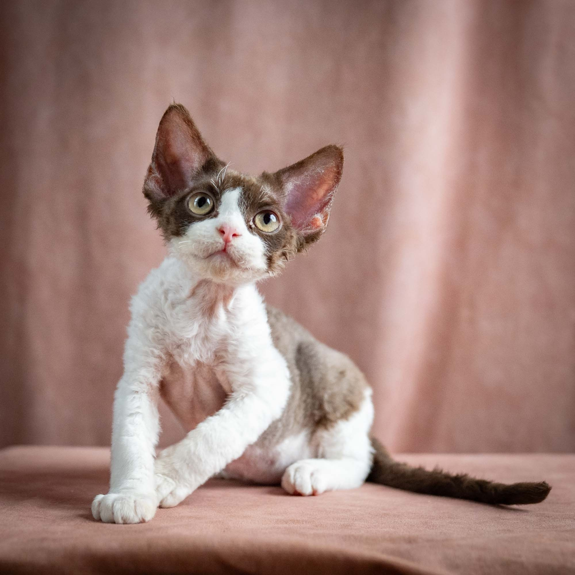 Pascal, boy, born 02.11.26. Devon Rex Pixie Cattery