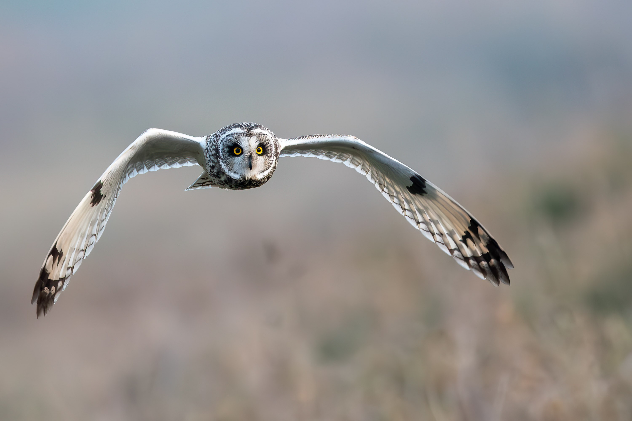 UK Wildlife Photography Gallery. Hedley Wright Photography | East Anglia Sport, Street, Wildlife, Landscape & Astrophotography