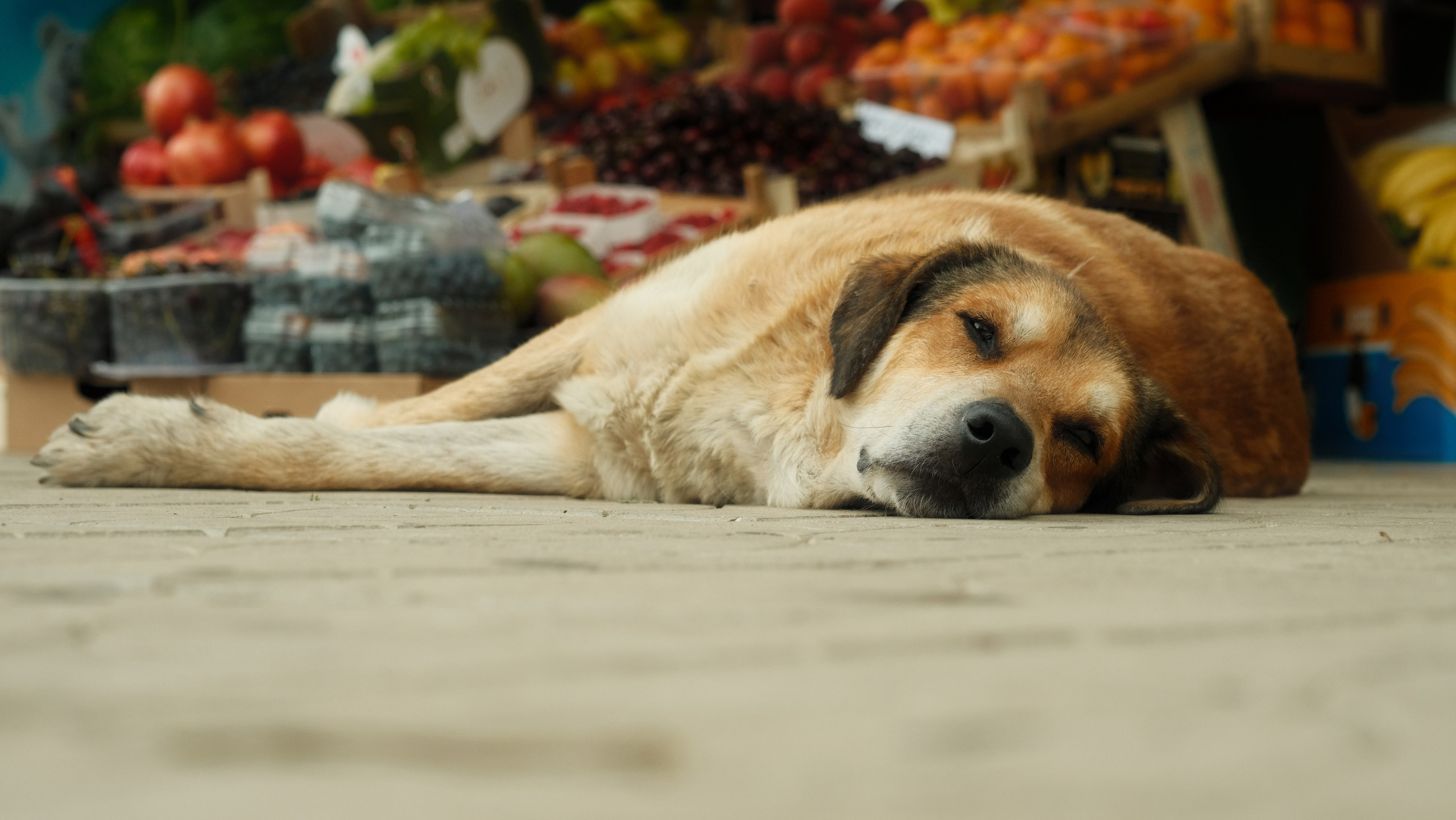 Портфолио — разное