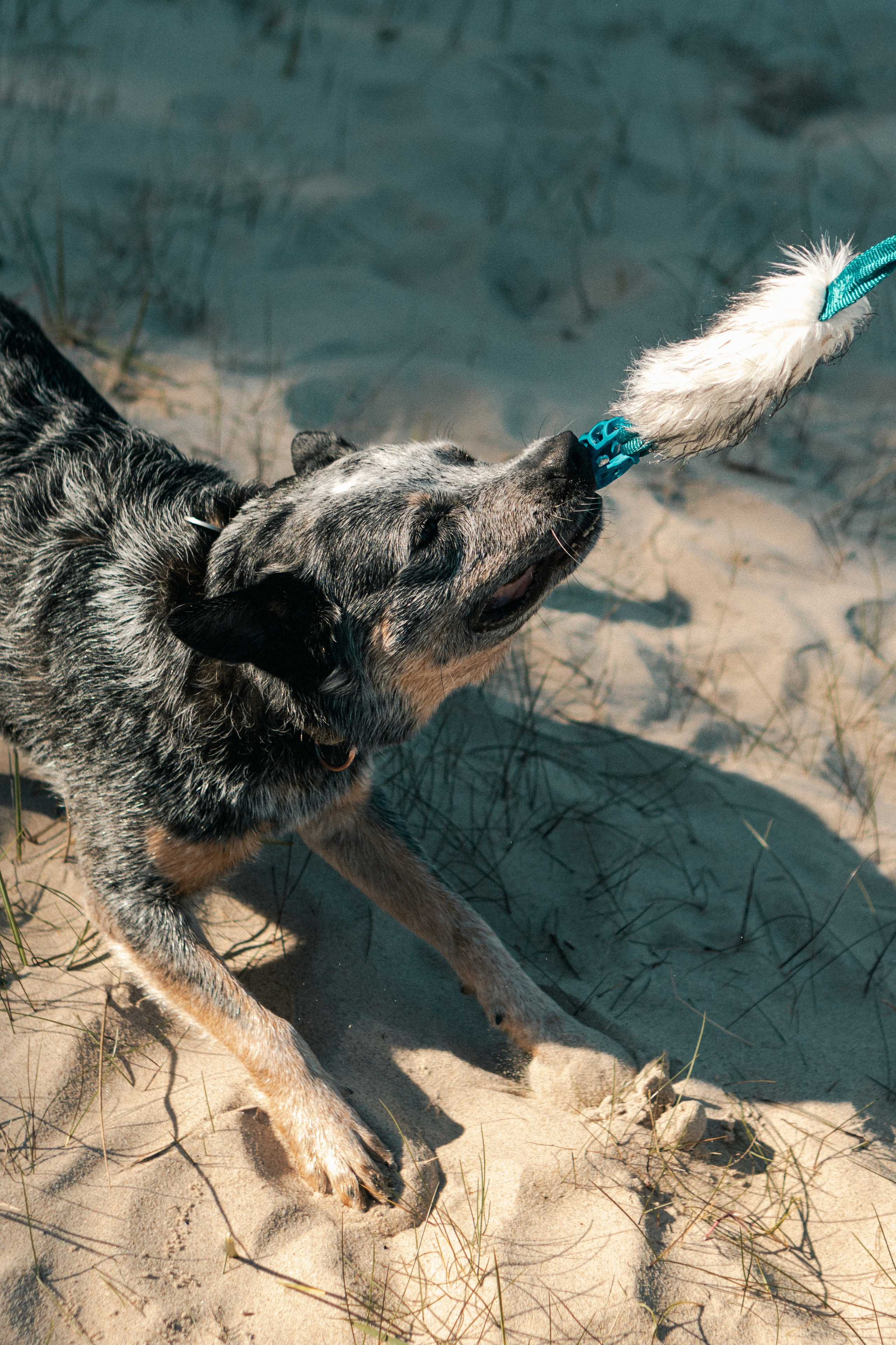 Oskar, Maria & Dmitrii. Kat Laisaar — Pet photographer in Tallinn